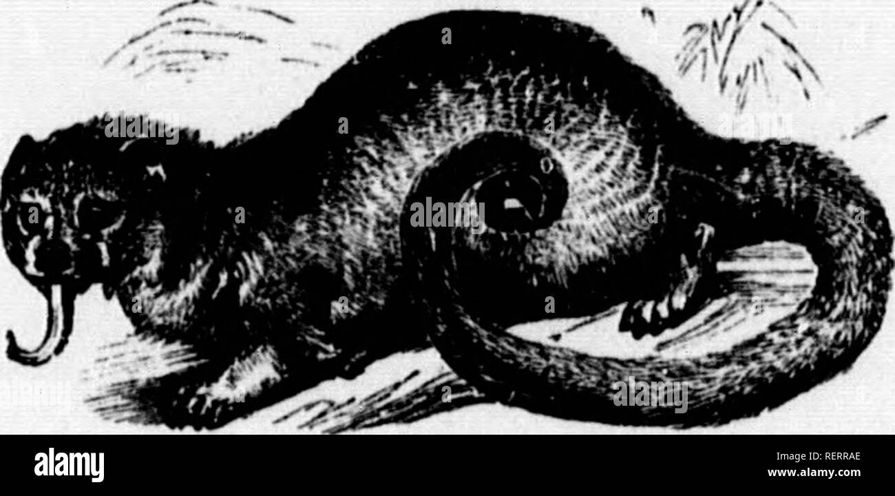 . Die illustrierte Naturgeschichte [microform]. Natural History; Baron. 78 natürliche niSTOBT. ing irgendwelche Insekten, liegen möglicherweise außerhalb der Reichweite der Tatzen verborgen. Die spanische niissionarics givo es den Namen von Honig tragen, denn es ist ein großer Zermalmer der Nester der wilde Biene, mit seiner langen Zunge der Honig aus den Zellen heraus zu lecken. Wenn in der Gefangenschaft ist es sehr Tamo und sanft, und wird mit einem bekannten Spielen wie eine Katze. Es zeigt große Adresse bei der Erfassung von Fliegen und anderen Insekten mit seiner Zunge, und es ist amüsant zu beobachten, wie ihre Augen direkt Schimmer, dass ein Stockfoto