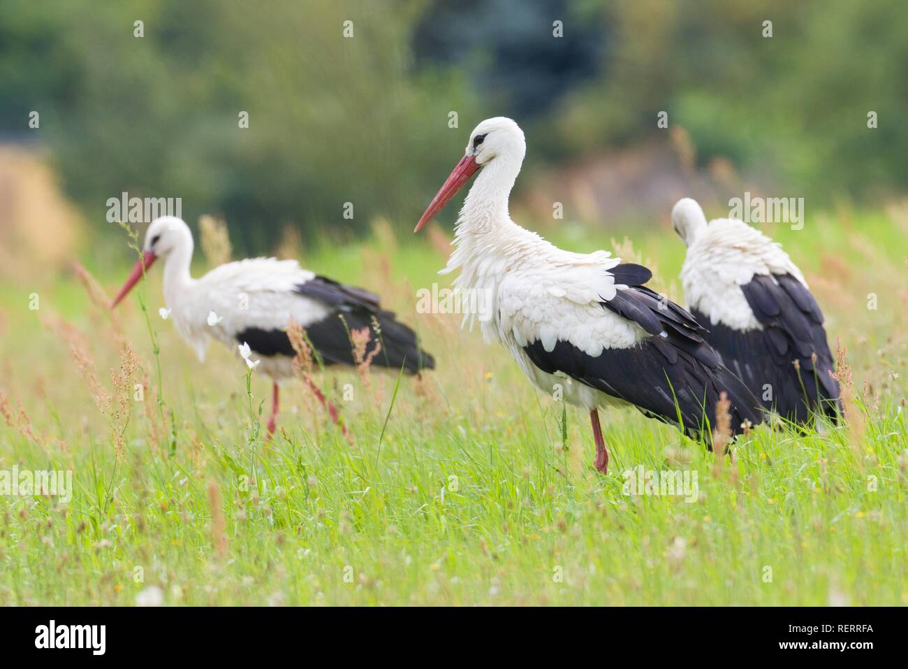 Drei Weißstörche (Ciconia ciconia) in einer Wiese, Dessau, Sachsen-Anhalt, Deutschland Stockfoto