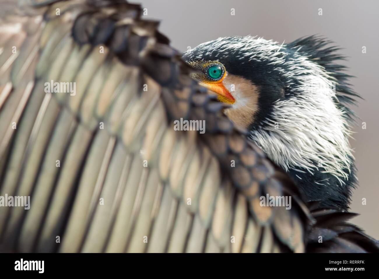 Kormoran (Phalacrocorax carbo), alte Vogel seine Flügel trocknet, Nationalpark Kiskunság, Ungarn Stockfoto