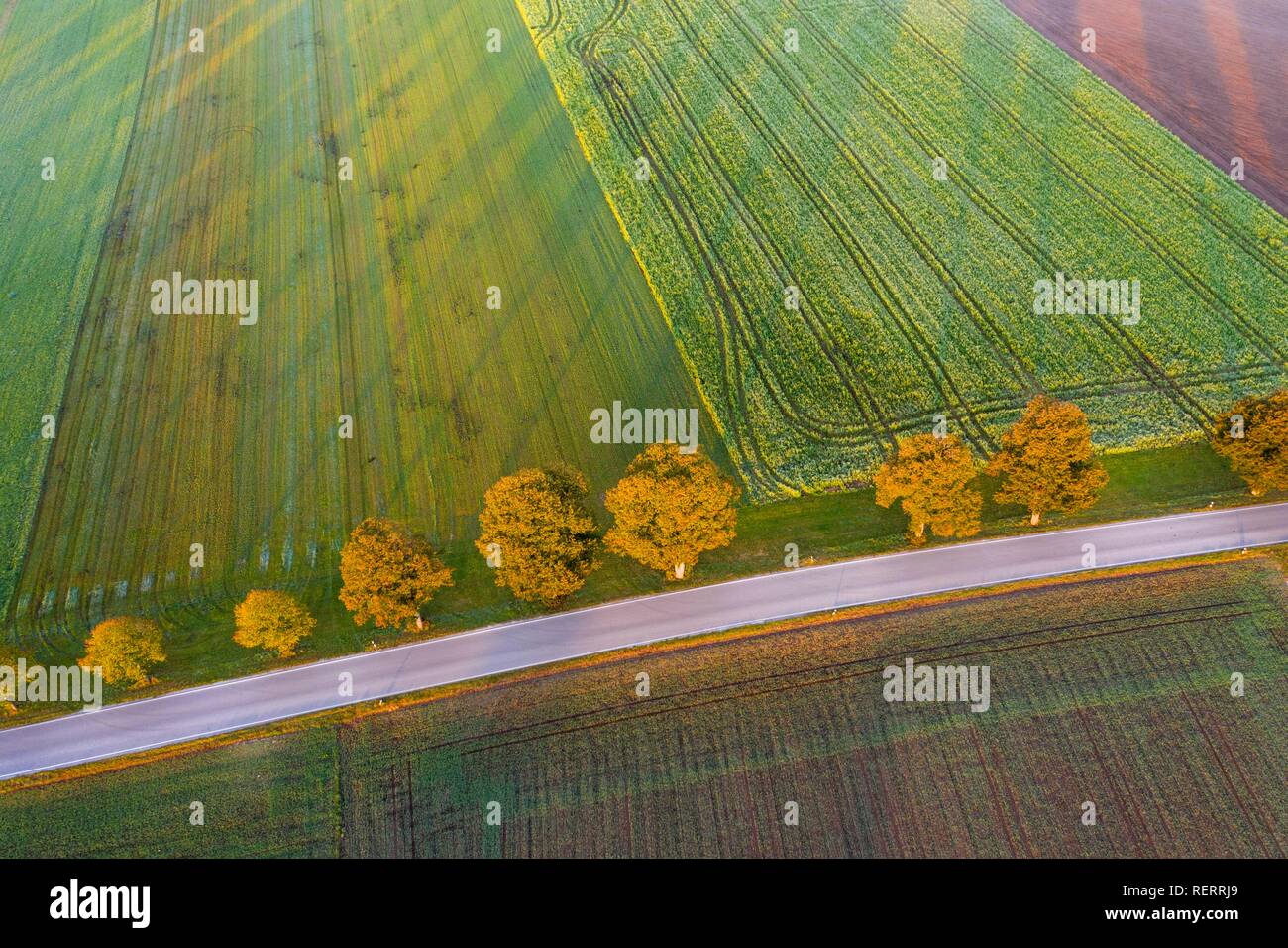 Land straße, bei der die Zeile der Bäume bei Sonnenaufgang, in der Nähe von Dietramszell, Drone, Oberbayern, Bayern, Deutschland Stockfoto