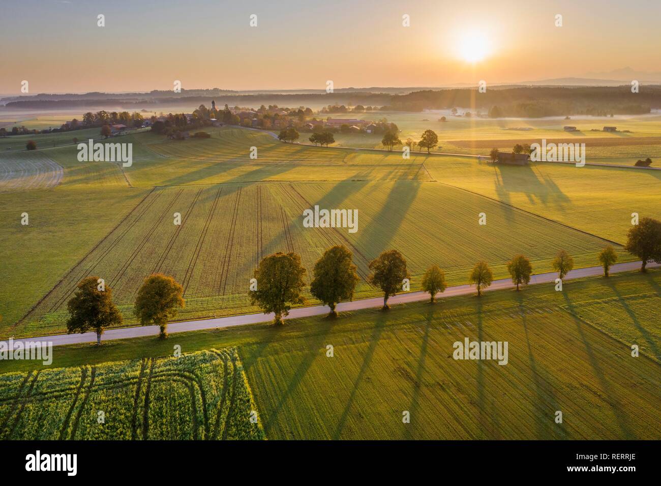 Country Road mit Baum Zeile bei Sonnenaufgang, Stanzen bei Dietramszell, Drone, Tölzer Land, Oberbayern, Bayern, Deutschland Stockfoto