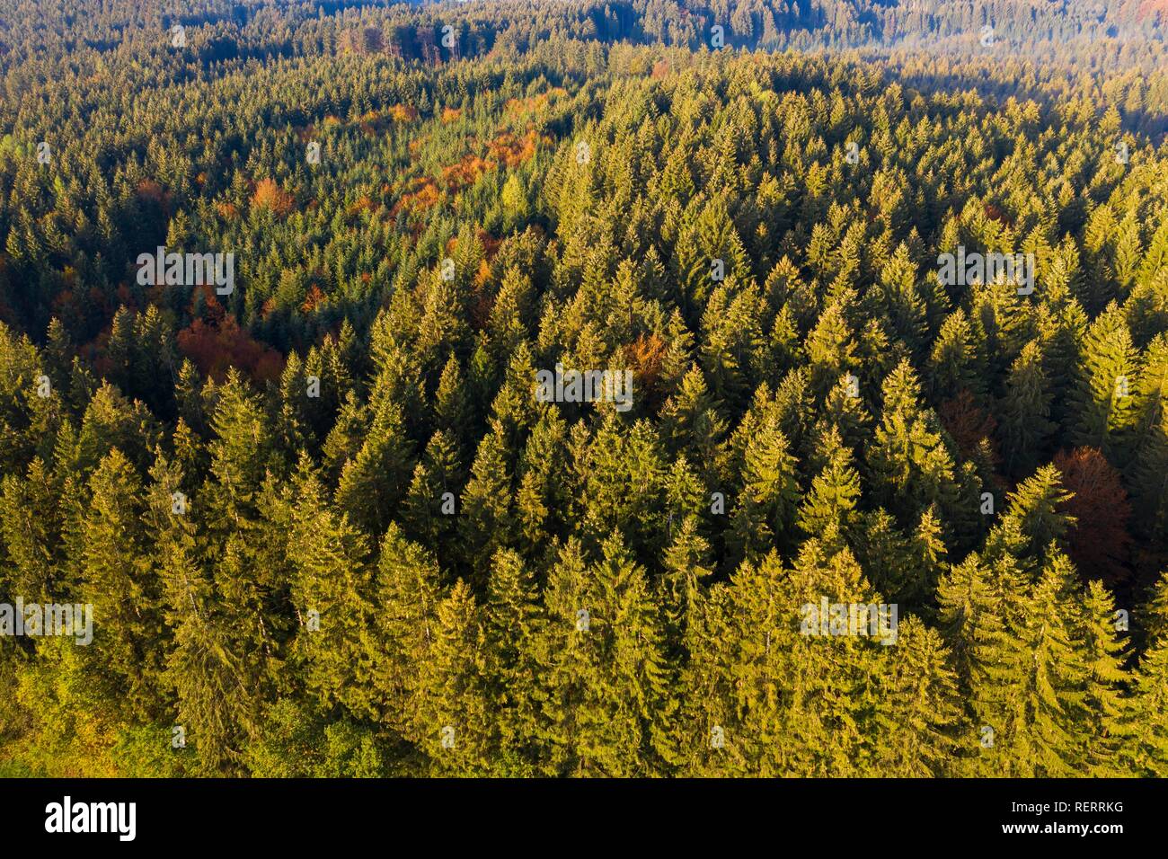 Fichte Wald, in der Nähe von Dietramszell, Drone, Oberbayern, Bayern, Deutschland Stockfoto