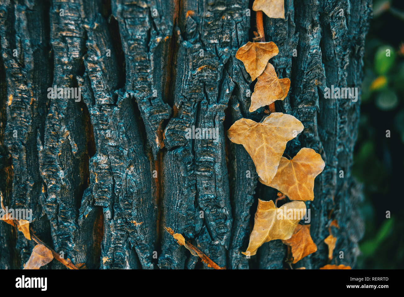 Close-up einige getrocknete Blätter von Hedera helix auf der Rinde eines Baumes in der Wildnis Stockfoto