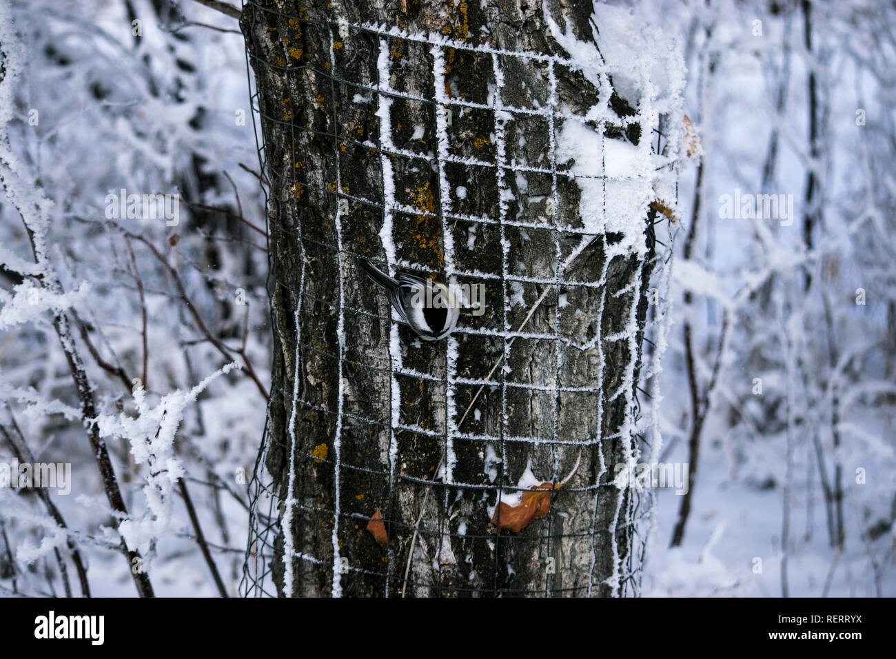 Extrem kalte Winter Morgen wandern. Frischer Schnee- und Eiskristalle auf der Bäume und Sträucher. Es war magisch. Sehen sie die amerikanische Meise? Stockfoto