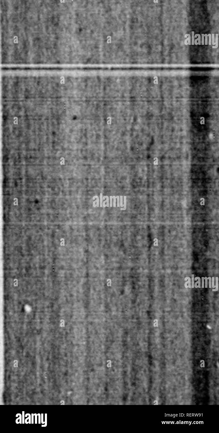 . TraitÃ© du Castor [microforme]: dans lequel auf Explique la Nature, les propriÃ©tÃ©s&amp; l'usage mÃ©Dico-chymique du Bibergeil dans la mÃ©Decine. Rollen; MatiÃ¨re mÃ©dicale; MÃ©decine Populaire; Biber; Materia medica; Volksmedizin. foiiples, s VLiides ist Conti-X s'Ã©lÃ¨ve, härter plus auf arrÃª - digues,. Les peu -^r lit du faire: Le eau Tou-le Côté tÃ© Ã ¯ Ues font ir-les Pro-LIS, &Amp; CGS n de les arent les Eg la ter - vent que Hno, ILS-t ou bien À® m^iire.ui pefei e puiti DE M, SARRy^ Sünde. xlvij La chauffÃ©e Ã©tant finie, ILS-tra^ vaillent À leurs Cabanes, qu'ils fondent toujours fo Stockfoto