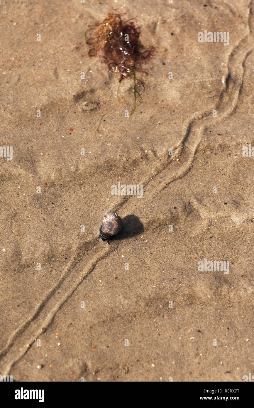 Seeschnecke lässt eine Spur im Sand am Strand in Großbritannien Stockfoto