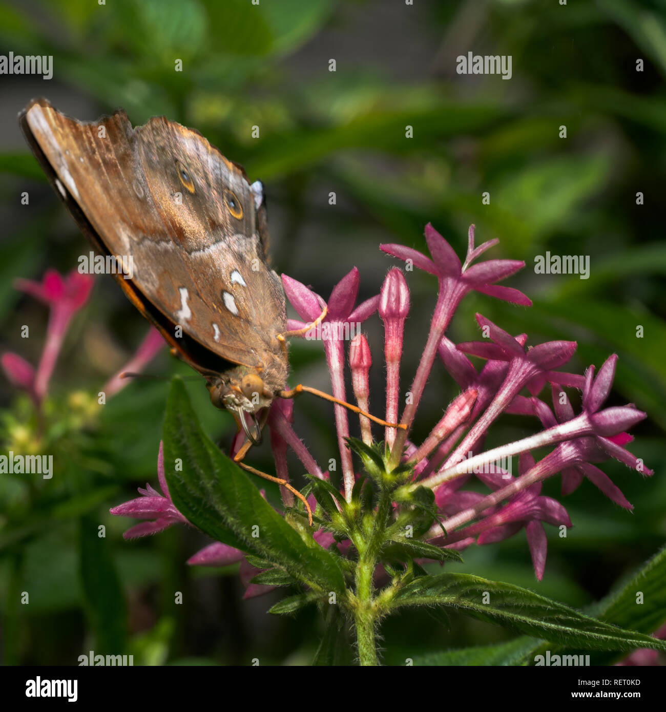 Asiatische Herbst Blatt Schmetterling, Schmetterling (Leafwing Doleschallia - bisaltide). Blatt wie Schmetterling in Bali Indonesien auf dem Kopf sitzen auf rosa Blüten Stockfoto