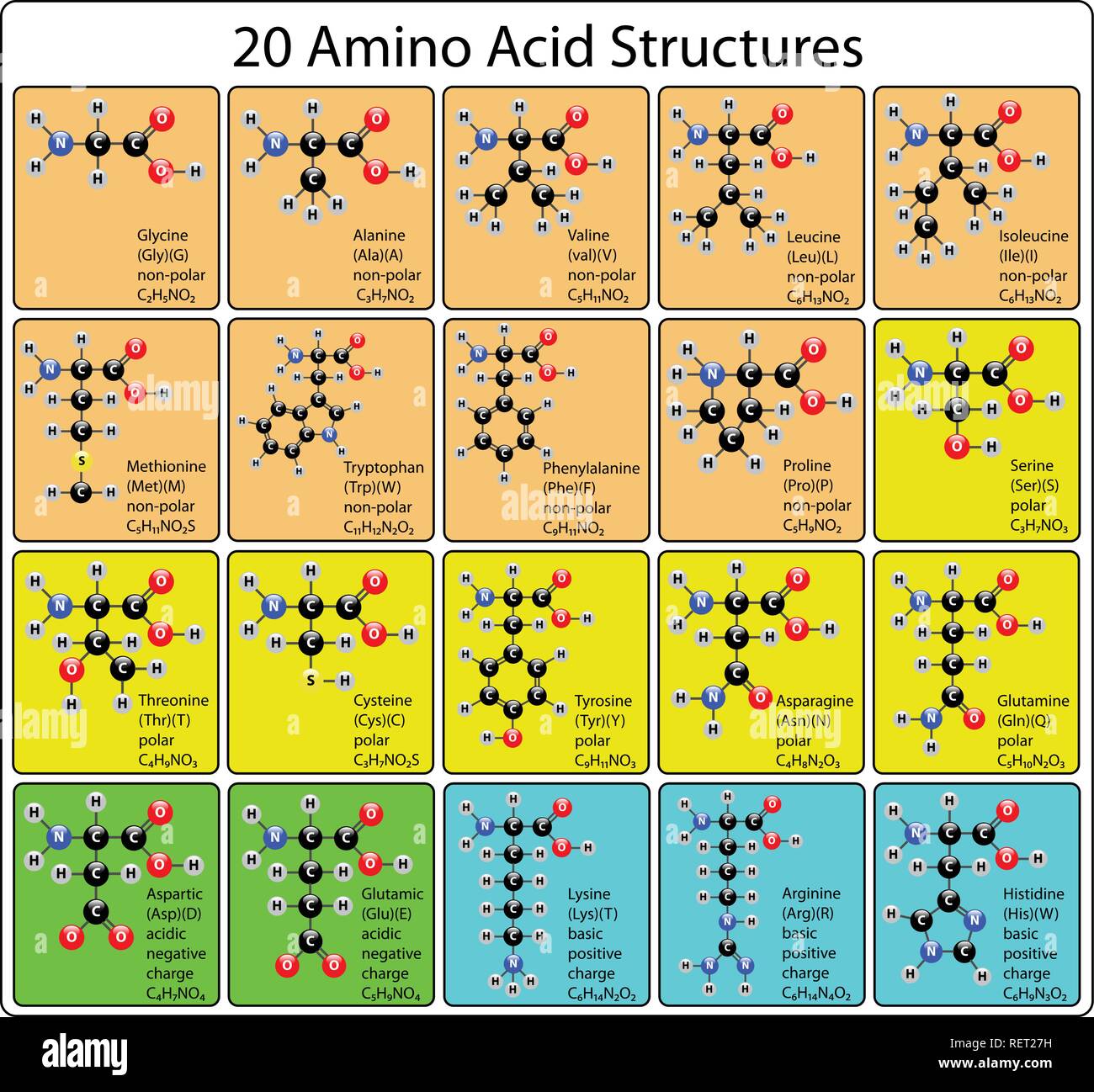 20 Aminosäure Moleküle Kugel-stab-Struktur Stock Vektor