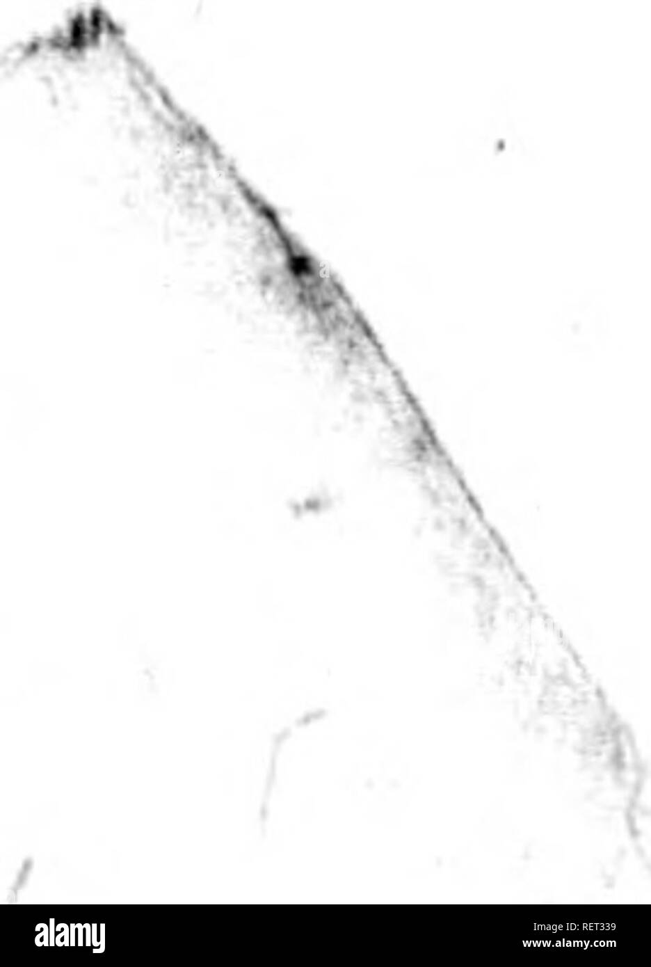 . Flora boreali-Americana, sistens caracteres plantarum quas in America septentrionali et collegit detexit Andreas Michaux... [Microform]. Botanik; Botanique. l4o OCtANDRlA. fAiGYNiJ, PENsTLvA. ificuM. S. caule tumide geniculato: stn Â £. pulis glabris foliis lanceolatis nudisque::", ramulis pedunculisque pube Brevi, Con-â ¢'; ferta, rigida et Amorosi glandulifera Asper-rimis: spicis oblongis, confertifloris} floribus roseis, majusculis, octandris,. Ich semidigynis. Oaa. Habitas PeraidaricB: floros Triplo majored. Hjb, in regione Illinoensi, julta rivutos pratenses. AMPHiBiuM. S. fo Stockfoto