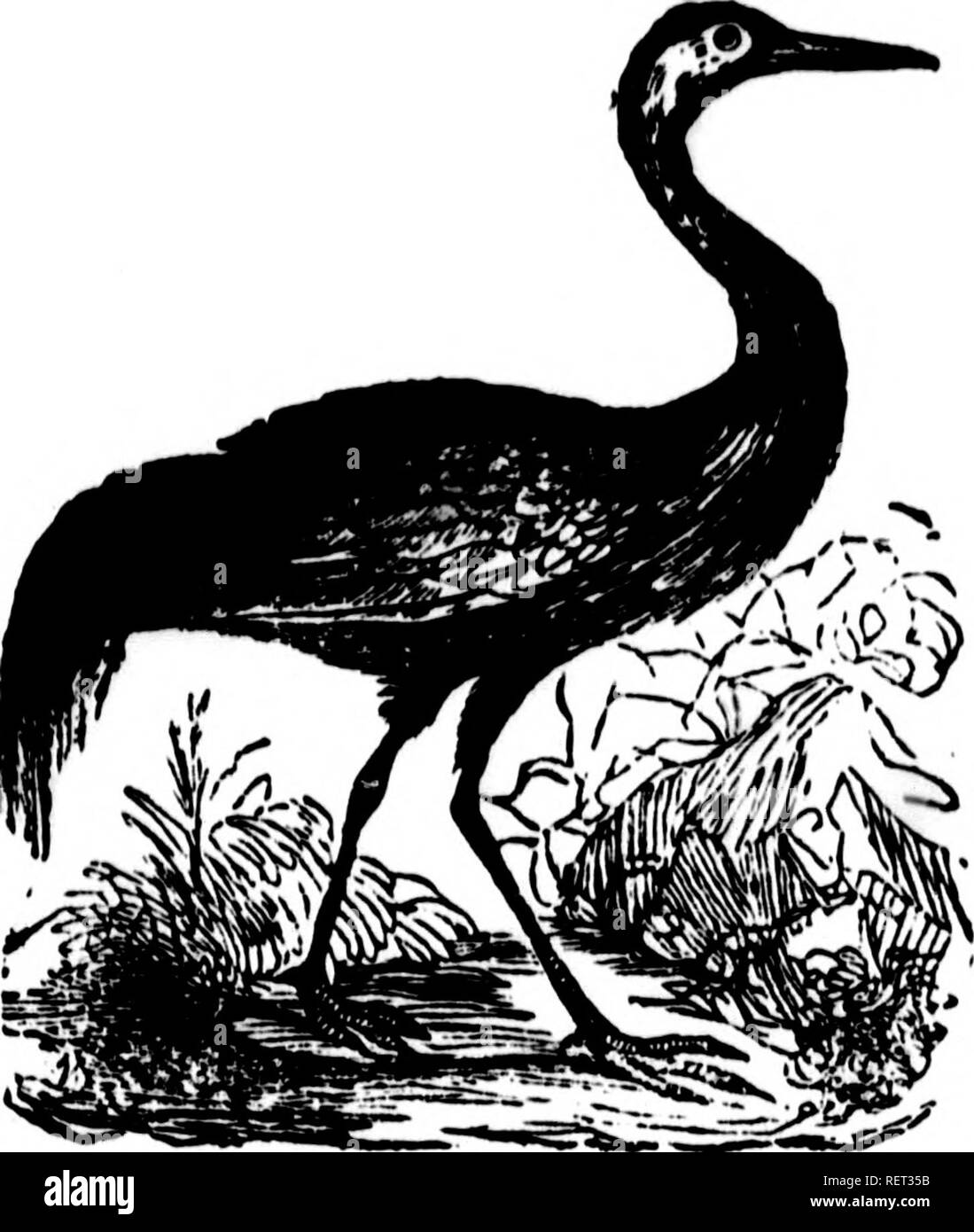 . Histoire Naturelle des Oiseaux, des Reptilien et des poissons [microforme]. Ornithologie; Herpétologie; Poissons; Ornithologie, Herpetologie; Fische. ;^t m i i. 'L'v' ich Cigogne.. Bitte beachten Sie, dass diese Bilder sind von der gescannten Seite Bilder, die digital für die Lesbarkeit verbessert haben mögen - Färbung und Aussehen dieser Abbildungen können nicht perfekt dem Original ähneln. extrahiert. Bourassé, J.-J. (Jean Jacques), 1813-1872. Tours [Frankreich]: A. Mame Stockfoto