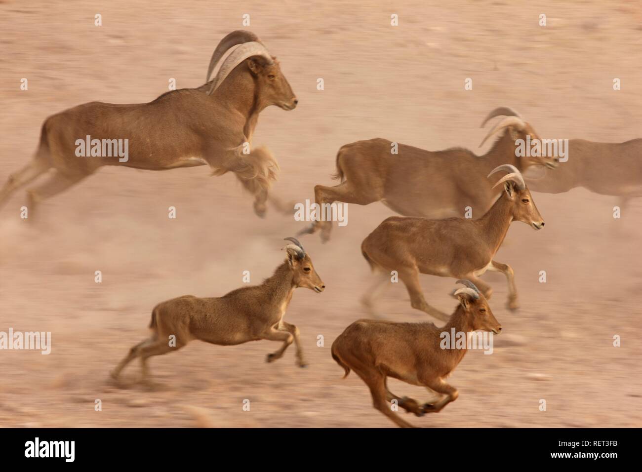 Mähnenspringer (Ammotragus lervia), Sir Bani Yas Island, Private Game Reserve im Persischen Golf mit über 10000 Steppe Tiere Stockfoto