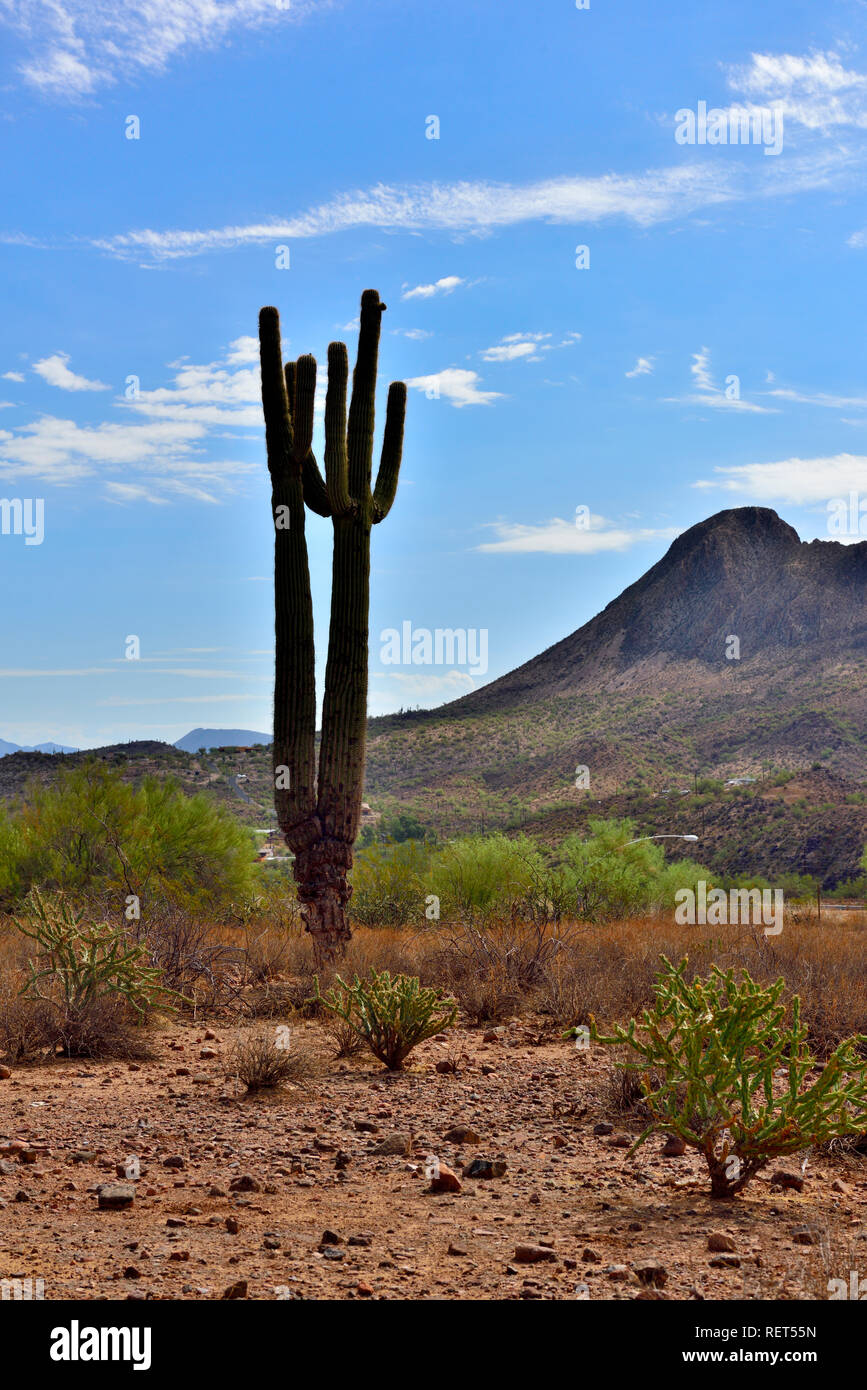 Arizona Sonora Wüste, Landschaft, Saguaro Cactus und Gavilan Peak in der Ferne Stockfoto