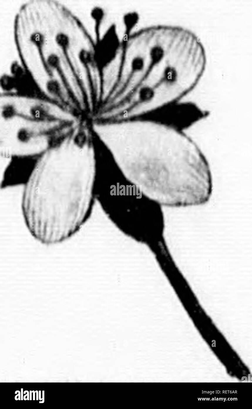. Histoire Naturelle des végétaux classés par Familles [microforme]: Avec la Citation de la classe et de l'ordre de Linné, et l'Angabe de l'usage que l'on peut faire des Plantes dans les Arts, le Commerce, l'agriculture, Le Jardinage, la Médecine, etc. des Zahlen dessinées d'aprè s Natur, et un-Gattungen complet, selon Le systè mich de Linné, avec De renvois aux Familles naturelles de A.L. de Jussieu. Botanique; Botanik. . Bitte beachten Sie, dass diese Bilder aus gescannten Seite Bilder, die digital für die Lesbarkeit verbessert haben mögen - Färbung und Aussehen Dieser illustratio extrahiert werden Stockfoto