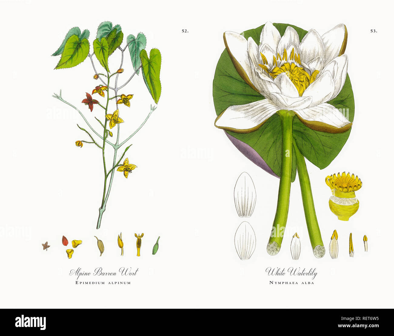 Antike Hand-Colored Englisch viktorianischen Botanische Illustration, ca. 1863 Stockfoto