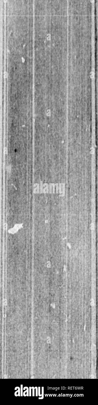 . Wilson's American Ornithologie [microform]: mit Ergänzungen einschließlich der Vögel beschrieben von Audubon, Bonaparte, Nuttall, &Amp; Richardson. Ornithologie; Vögel; Ornithologie; Oiseaux. BLUiMiREEN WARBLER. 265 lâr hâJ. ^ diese Vögel, die gizzard gefunden wurde extrem Muscu-ar, in ahnost tlie Härte einer Stein; das Herz bemerkenswert groß; die Ernte waa mit Brier Knoten gefüllt, mit der larvro einiger Insekt, Mengen einer Sorte der grünen Flechten, kleine, harte Samen, und einige Körner des Indischen com. "'U-, auu Blau-grün WARBLER. - SYLVIA RARA.  Fio. 125. Peale's Museum, Nr. 7788. V Stockfoto