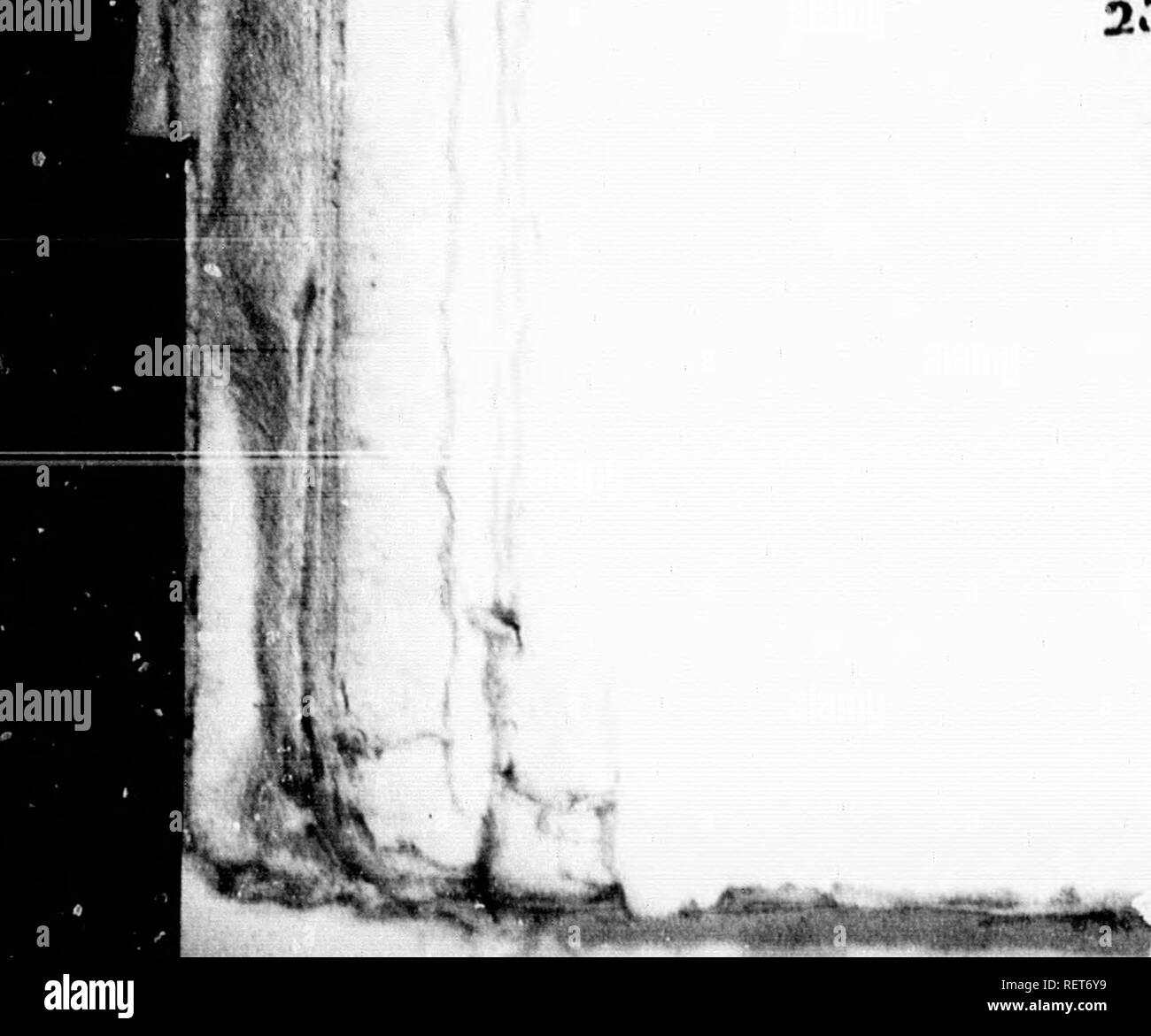 . Histoire Naturelle de vÃ©gÃ©taux classÃ©s par Familles [microforme]: Avec la Citation de la classe et de l'ordre de LinnÃ©, et l'Angabe de l'usage que l'on peut faire des Plantes dans les Arts, le Commerce, l'agriculture, Le Jardinage, la mÃ©Decine, etc. des zahlen dessinÃ©es d'Après-ski Natur, et un-Gattungen complet, selon le systÃ¨me de LinnÃ©, avec De renvois aux Familles naturelles de A.L. de Jussieu. Botanique; Botanik. In.r) 8 T Ã®: T N A N N N T E, tÃ© tra/^, couronnÃ e, 4 © - loculairo, Po - lysperme. 2/iG. SANTAL, Santalin; Santalvm, L. Sirium. L. Mant. Lam. pi. 74. {Ã © pilo-hie Stockfoto