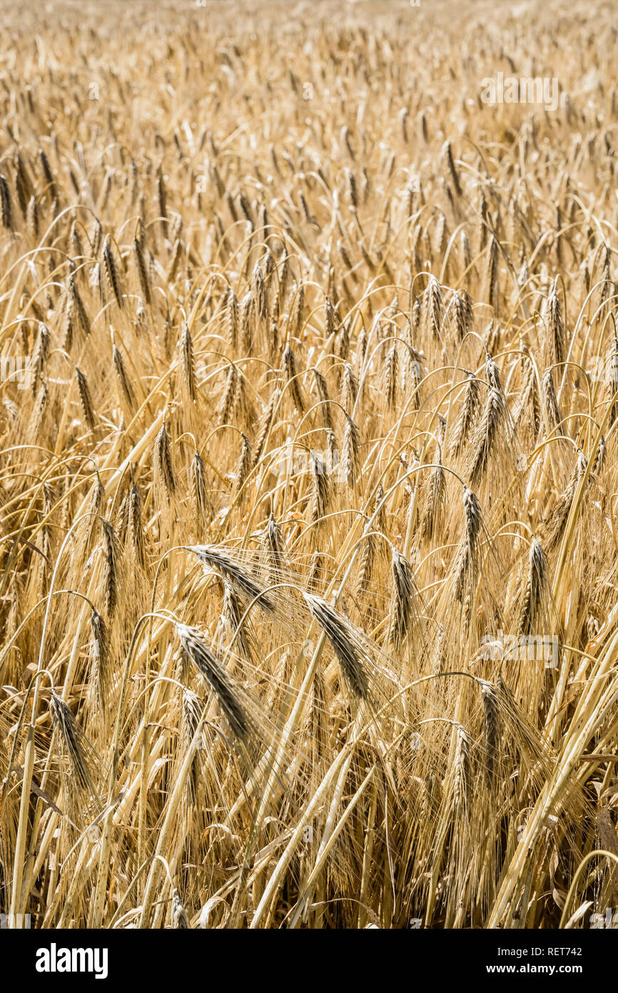 Nahaufnahme der reife Ähren der Gerste in einem Feld unter einem hellen Sonnenlicht in die französische Landschaft. Stockfoto