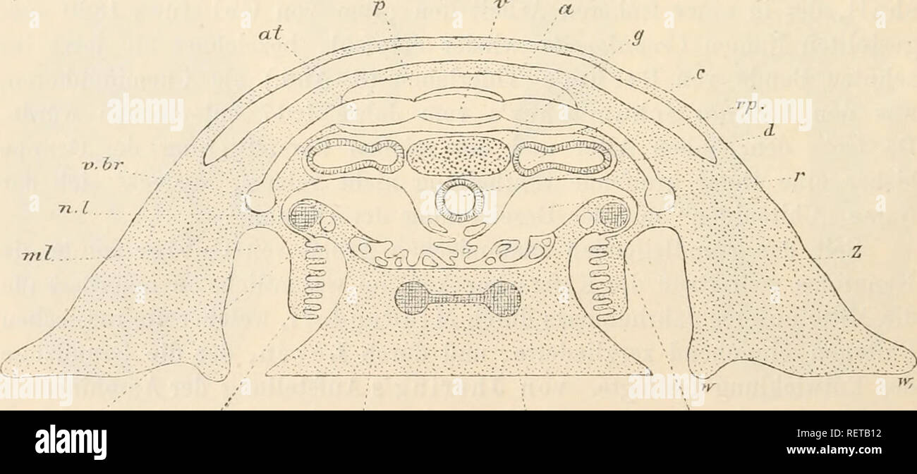 . Dr. H.G. Bronn von Klassen und Ordnungen des Thier-Reichs: wissenschaftlich dargestellt in Wort und Bild. Zoologie. 236 IViljplaniphora giimeut einem eingehenden Studium. Die anatomische Arbeit Wiren ist über ChitoneUus kann leider nicht abgewartet werden. Sterben Entwicklungsgeschichte wurde, neben der henkes lolland der Ei-bildung von Geschichte Seite, hauptsächlich durch Kowalewsky gefördert; und 7 Ailetzt Korscheit verwandten und Heider sterben dargebotenen, - Sachen zur morphologischen Einordnung in den Typus. Die modernen Tiefseeuntersuchungen, namentlich des Challenger, In 'wekenborg Licht in die bathy Stockfoto