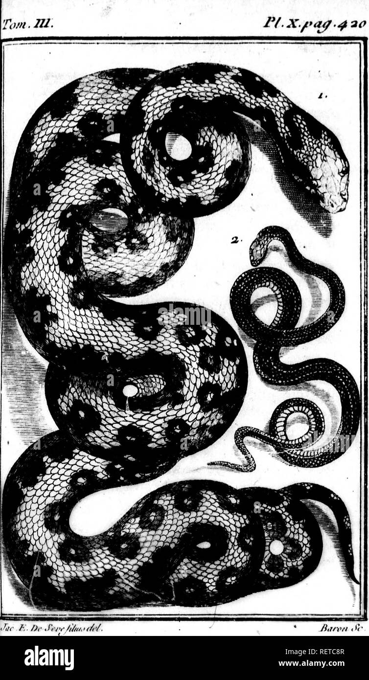 . Histoire Naturelle des quadrupèdes ovipares et des Serpens [microforme]. Reptilien, Schlangen, Reptilien, Schlangen. il. F. AlOJAIRK. a la l) OUliI. K-UAlK./w&lt; j^4-2".. Bitte beachten Sie, dass diese Bilder sind von der gescannten Seite Bilder, die digital für die Lesbarkeit verbessert haben mögen - Färbung und Aussehen dieser Abbildungen können nicht perfekt dem Original ähneln. extrahiert. Lacépède, Bernard Germain Étienne de La Ville sur Illon, comte de, 1756-1825. Ein Paris: Hôtel de Du. .. Stockfoto