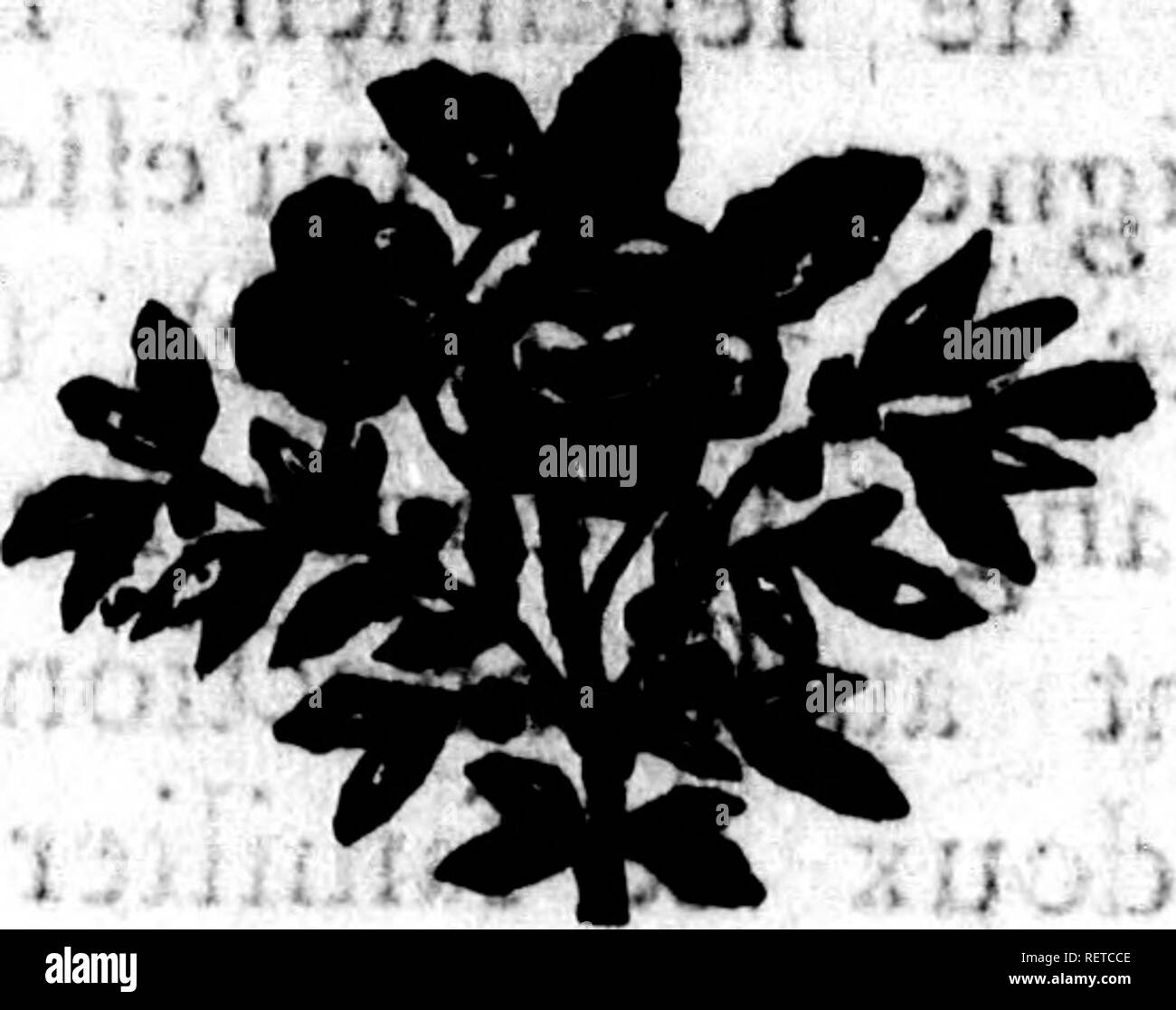 . Histoire Naturelle des quadrupÃ ¨ des ovipares et des Serpens [microforme]. Reptilien, Schlangen, Reptilien und Schlangen. Ãª il:/fous les chaÃ®nes nicht femblabic laccaWe Ion. Mais le befoÃ® n feul Kleidung la CpulÃ ¨ urjfe; dpmeftique dans les maifons^, &Amp; Ã¨llÃ©n'y deiiieure, que Ich liebe qu'elle Y trouve, avec pljis.de facilitÃ©, Les ptits Ratten ^^&amp;;;;;;;; Ã ¯ fÃ s; i^i eÃ ¯ kW Abht Ã¢l^fe nipivrit. Ein; coÃ¹l^^ eft foÃ¹v'Ã©nÃ ¨ ' d* uh Gris blass, avec deÃ® Haken bfilnes; elle ein Entre les Deux yeux une Bande qui fe divife en Deux, &Amp; prÃ© fente deux Haken noires. Ses gratides Plaketten font ordinairemen Stockfoto