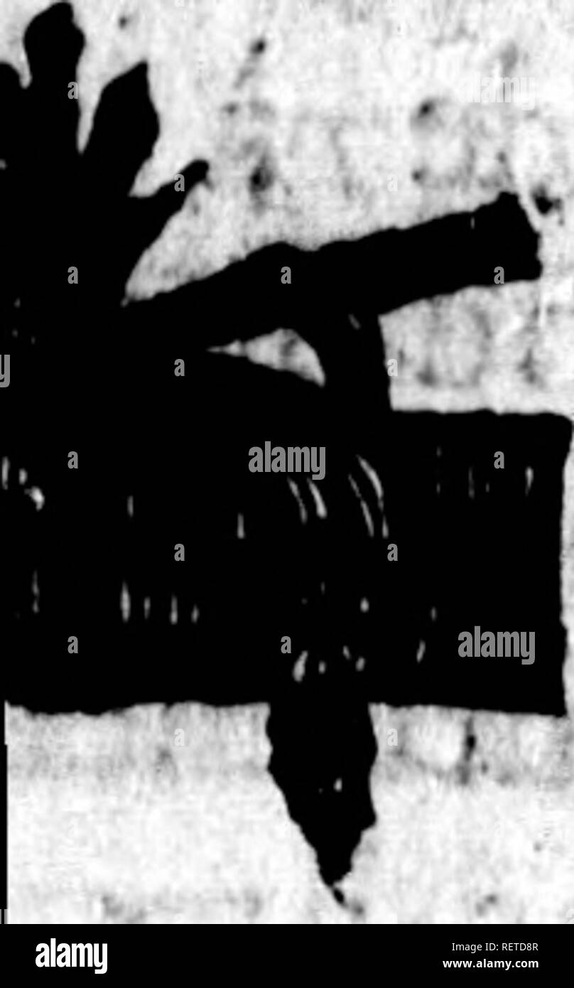 . Histoire Naturelle des quadrupÃ ¨ des ovipares et des Serpens [microforme]. Reptilien, Schlangen, Reptilien und Schlangen. (Ã¢l) ff-#*. T A B L E DES PHÖNIX ES^ Ji Contenus dans ce Voltme. {T Ã® Discours Fell b Art Dekor s SÃ"r -; f Stifte, Pag, l * Nomenklatur & Amp; Tabelle mÃ©tbodÃ® que Dekor s:^^ Scrpens, io4i * Premium-supp jgenre. Seipens qut ont de Gran^: des puques Fous de deux Corps y^^ rangÃ © es de petites Plaketten fous la queuÃ © / Ich MÃ®t Jouleuvres vipÃ¨res, La VfpÃ ¨ rÃ § Cora-: ^mune, Rt.-jj. Cherfea ich^* Afpic, r ir VipÃ¨re Noire jjf^ Â"-. Ein melanis, ^^M^^i^^ ein Sehyte, - eine VipÃ¨re d'Egypte g ^&gt;^, â â â Stockfoto