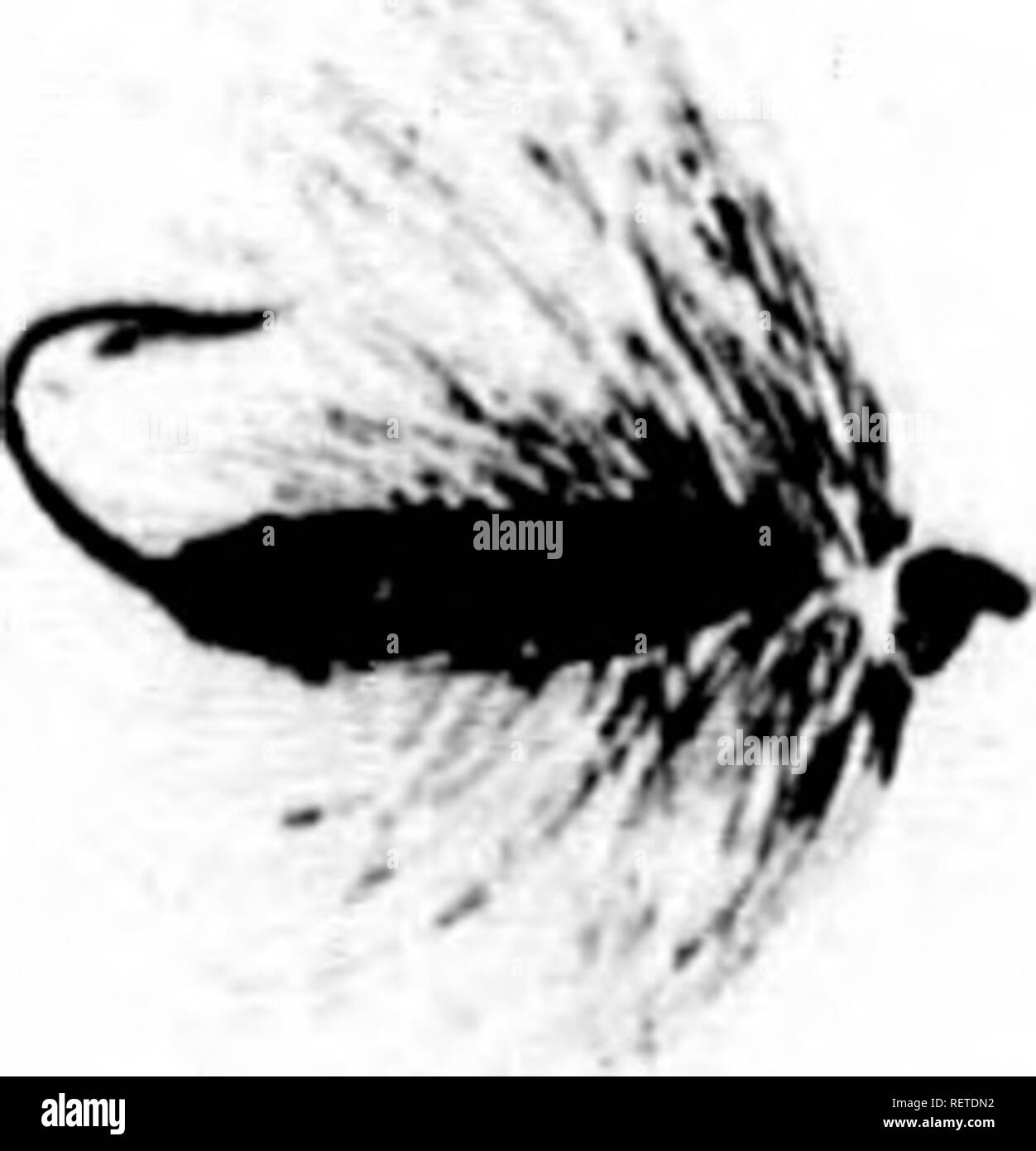 . Frank Förster Fisch und Fischerei der Vereinigten Staaten und des Britischen Provinzen Nordamerika [microform] dargestellt aus der Natur durch den Autor. Angeln; Fischen; Pêche sportive; Poissons. . Bitte beachten Sie, dass diese Bilder sind von der gescannten Seite Bilder, die digital für die Lesbarkeit verbessert haben mögen - Färbung und Aussehen dieser Abbildungen können nicht perfekt dem Original ähneln. extrahiert. Herbert, Henry William, 1807-1858. New York: Stringer & Amp; Townsend Stockfoto