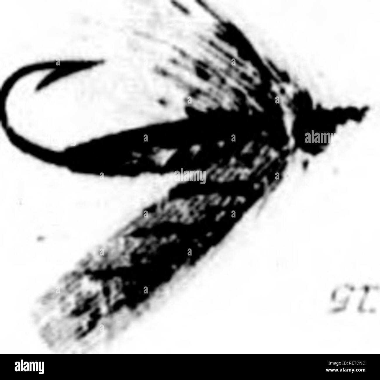 . Frank Förster Fisch und Fischerei der Vereinigten Staaten und des Britischen Provinzen Nordamerika [microform] dargestellt aus der Natur durch den Autor. Angeln; Fischen; Pêche sportive; Poissons. &Gt; •. Bitte beachten Sie, dass diese Bilder sind von der gescannten Seite Bilder, die digital für die Lesbarkeit verbessert haben mögen - Färbung und Aussehen dieser Abbildungen können nicht perfekt dem Original ähneln. extrahiert. Herbert, Henry William, 1807-1858. New York: Stringer & Amp; Townsend Stockfoto