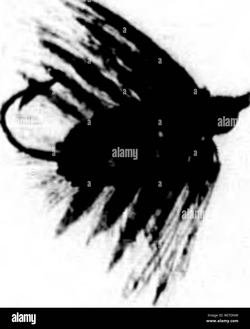 . Frank Förster Fisch und Fischerei der Vereinigten Staaten und des Britischen Provinzen Nordamerika [microform] dargestellt aus der Natur durch den Autor. Angeln; Fischen; Pêche sportive; Poissons. . Bitte beachten Sie, dass diese Bilder sind von der gescannten Seite Bilder, die digital für die Lesbarkeit verbessert haben mögen - Färbung und Aussehen dieser Abbildungen können nicht perfekt dem Original ähneln. extrahiert. Herbert, Henry William, 1807-1858. New York: Stringer & Amp; Townsend Stockfoto