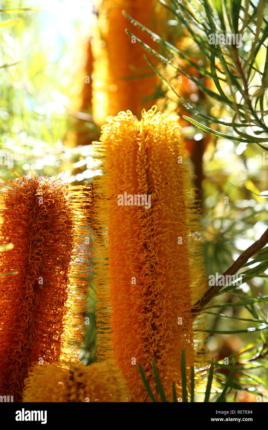 Tropische Blumen Stockfoto