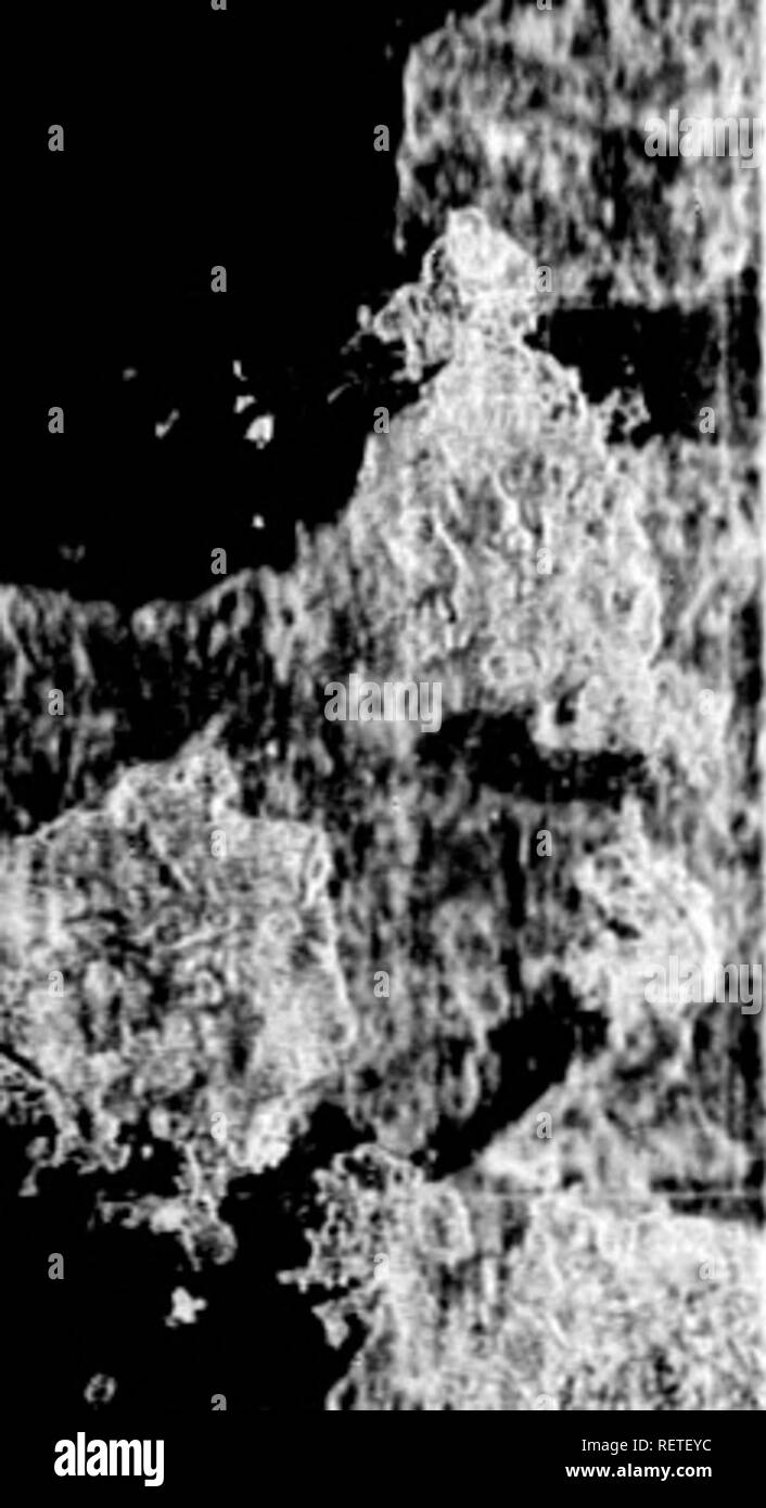 . Die Naturgeschichte der Vögel [microform]: Aus dem Französischen von Graf de Buffon. Ornithologie; Vögel; Ornithologie; Oiseaux. 490 ROT-Schaft.. Flüsse und fonetimes Unsere Swimmingpools, aber Mort allgemein die Fea-fliore. Es Feen in fome der Provinzen von Frankreich, und insbe- sondere in alfo Lorrahie: Es kommt auf die Abschreibungen auf den Englifh coafts; es erstreckt sich auf Schweden, Dänemark^ und sogar zu Nor-way-f*. • Fauna Suecica*+ in Danilh Rodheene: in norwegischen Lan-DI, Han-TitriKg. firunnich* I'r i f mmmWtk': â^ftV die R E D - S H A N K Le Chevalier aux pieds Rouges, Polieren. Zweite Specie Stockfoto