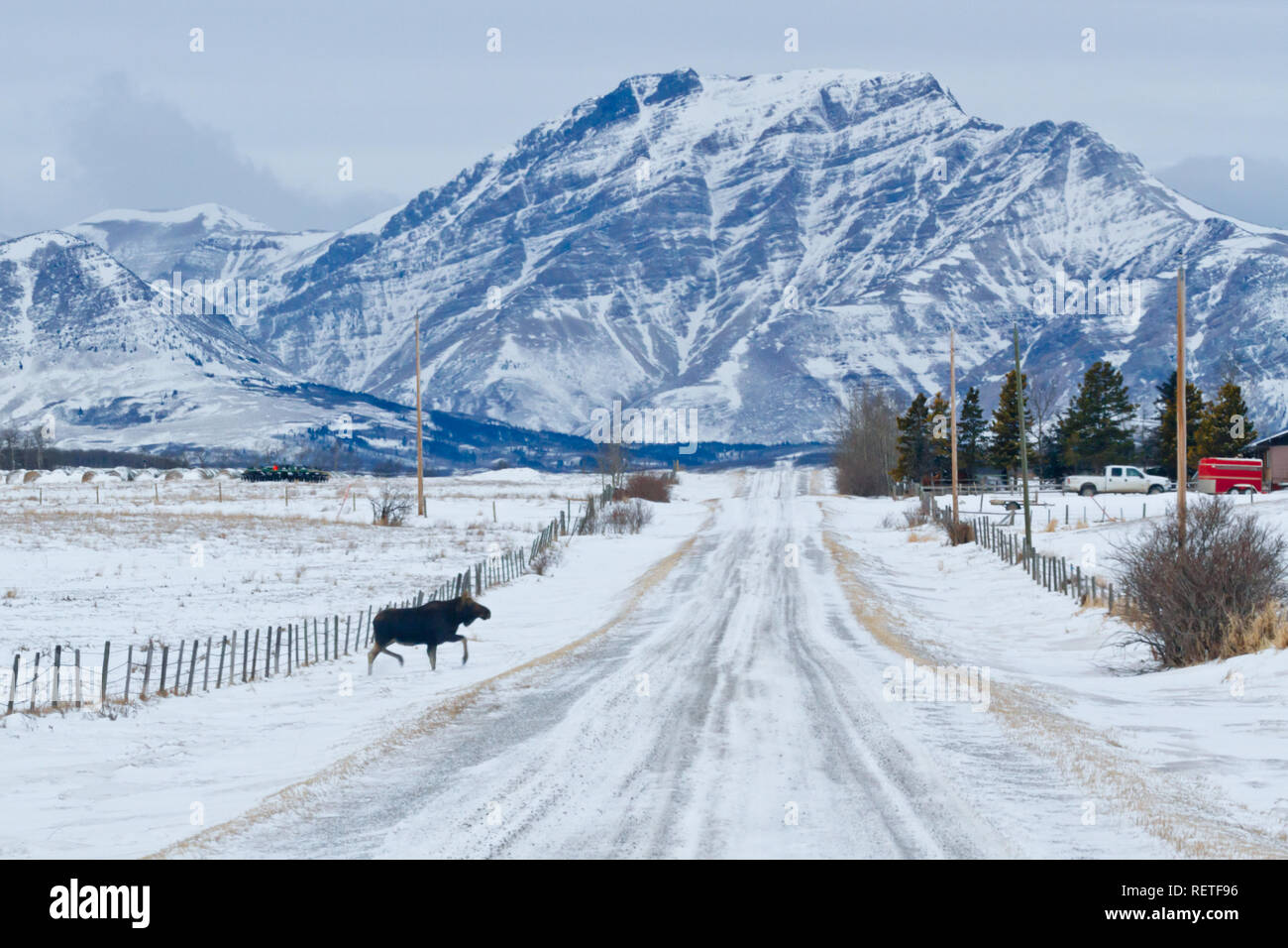 Elche entsteht aus schneebedeckten Graben ländlichen Schotterstraße zu wenige Kilometer von Waterton Lakes National Park, Southern Alberta, im Winter tag Kreuz. Stockfoto