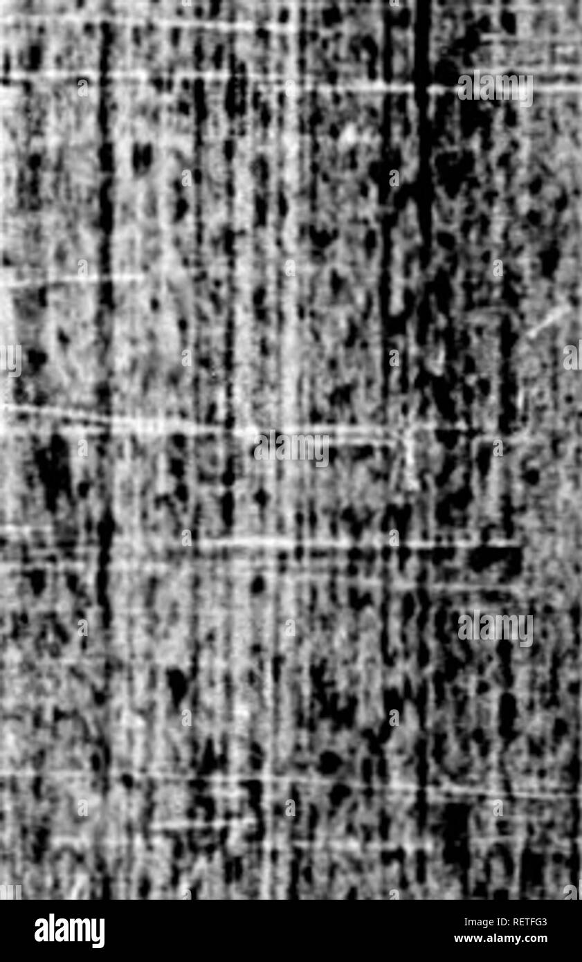 . Die Naturgeschichte der Vögel [microform]: Aus dem Französischen von Graf de Buffon. Ornithologie; Vögel; Ornithologie; Oiseaux. J A B I R U, - 173 von seinem defcription. Auf cafting unsere Augen aber auf der anderen Seite verstehen wir unter seiner Jabiru Guacu PetiguarenfihuSy oder upinambist Nhandu Apoa I', die, wie er Fays, ist der Großteil der Storch, und seine Rechnung nach unten gewölbt, einem großen Vogel in ein ERE 6 l poflure, mit einem dicken Körper, und mit einer Rechnung nach oben gewölbt, und die wir leicht difcover der Große Jabiru, die echten fubje 6 l der vorausgehenden defcription, mit Ausnahme von Nur die Dicke-nefs des Halses, w Stockfoto