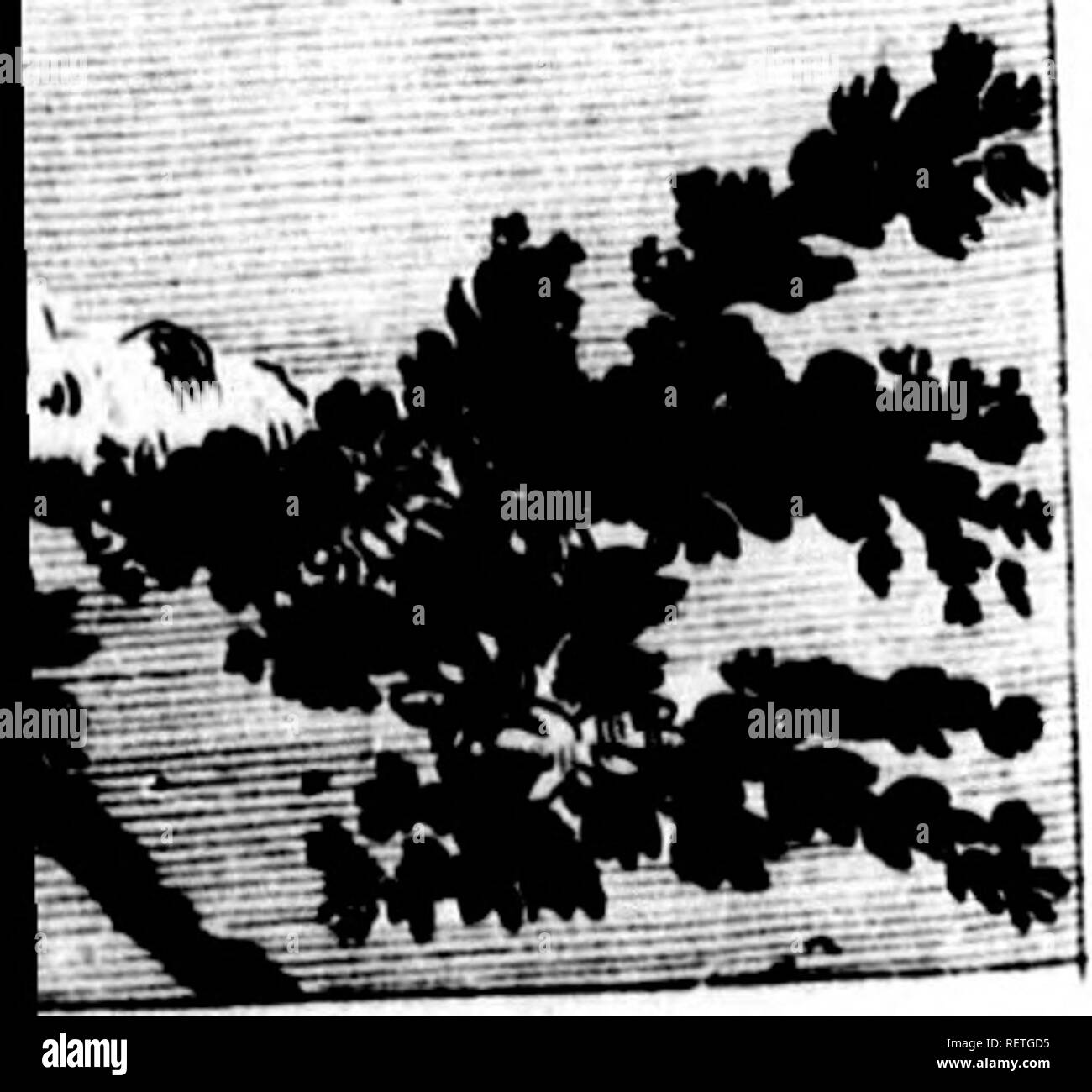 . Die Naturgeschichte der Vögel [microform]: Aus dem Französischen von Graf de Buffon. Ornithologie; Vögel; Ornithologie; Oiseaux. Die;;;;;;;; F I G - E A T E R S.'' - Les Figuiers, Buffi''I^IESE Vögel sind einer Gattung nähern zu X, dass der Abb. - peckers und refemble thcfc in ihren wichtigsten charadlers. Ihre Rechnung ist ftraight, Flender, und sehr akut, mit zwei fmall fcallops in der Nähe der Extremität des oberen Mann-dible; eine Eigenschaft, die Sie gemeinsam mit den tanagres, in denen jedoch die Rechnung ist viel dicker und fhorter. Die noftrils des lig-Esser sind aufgedeckt, die diftinguifhes Th Stockfoto