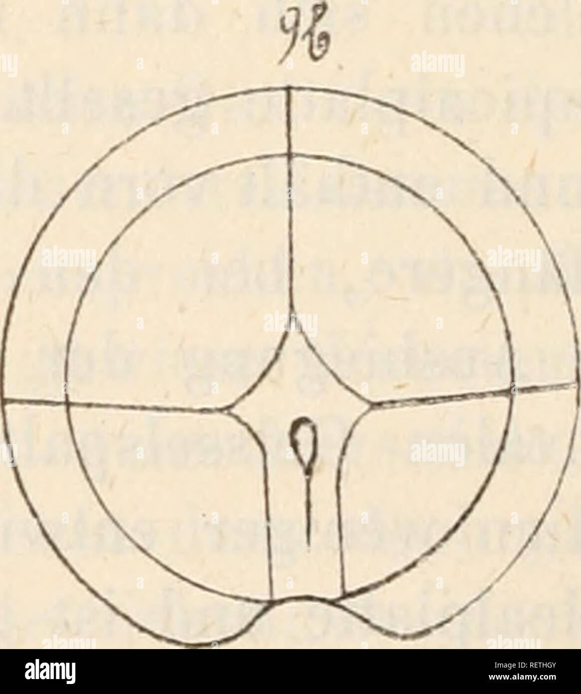 . Dr. H.G. Bronn von Klassen und Ordnungen des Thier-Reichs: wissenschaftlich dargestellt in Wort und Bild. Zoologie. Erklärung des Holzschnittes Abb. 9. Schema der Tafelanordnung von Cera-tocorys. a. Hinterhälfte in der Ansicht von aussen in den Antapex, Ventralseite unten; b. Vorderhälfte in gleicher Stellung von innen.. Bitte beachten Sie, dass diese Bilder sind von der gescannten Seite Bilder, die digital für die Lesbarkeit verbessert haben mögen - Färbung und Aussehen dieser Abbildungen können nicht perfekt dem Original ähneln. extrahiert. Bronn, H. G. (Heinrich Georg), 1800-1862. Leipzig: C. Stockfoto