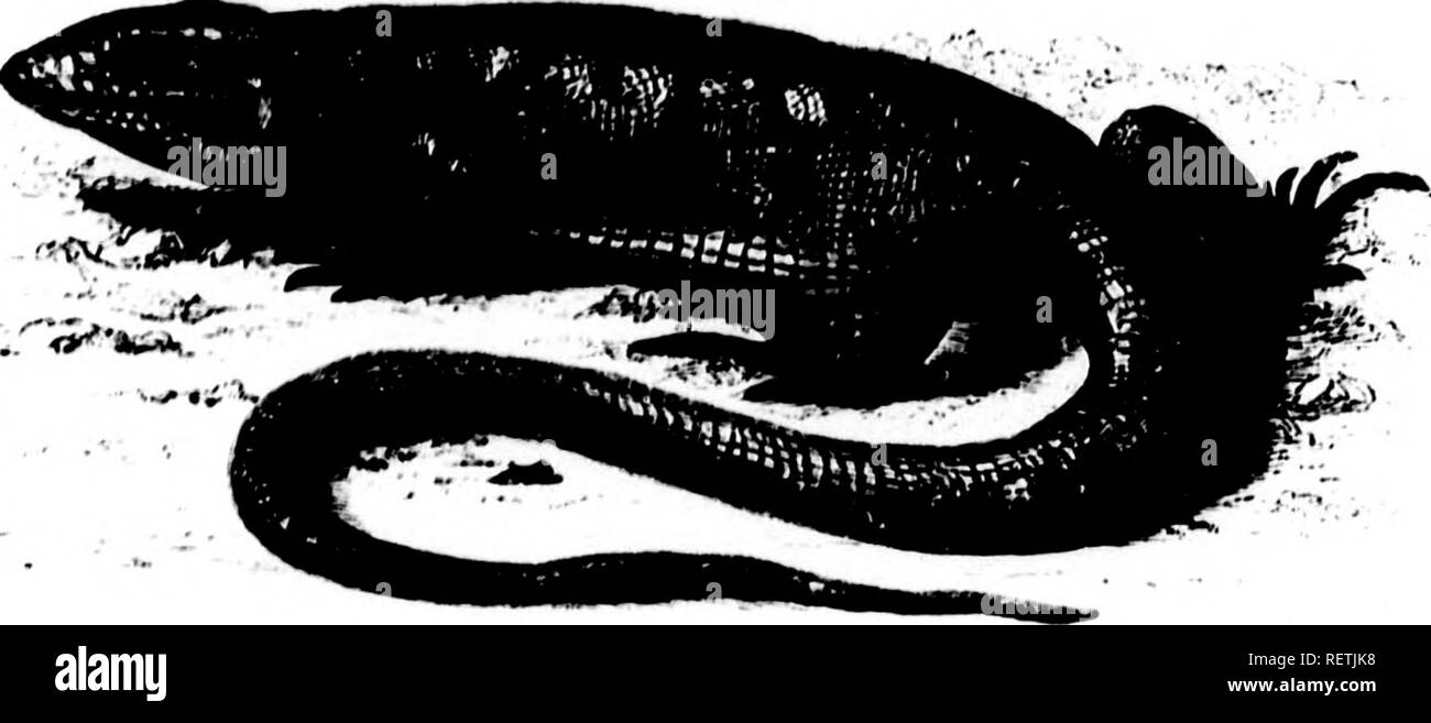 . Wanderungen in Südamerika, im Nordwesten der Vereinigten Staaten, und die Antillen, in den Jahren 1812, 1816, 1820, &Amp; 1824 [microform]: mit original Anleitung für die perfekte Erhaltung der Vögel, etc. bei Schränken der Naturgeschichte. Zoologie; Zoologie. ni KXI' in 'LANATOliY KX. 40 S/. LKMi' (KNTA TiilvH 7 V; y7/RA/vÂ"). âTliis Linie Eidechse soine ist - tiiiies ciiUod tlu! Hufo^' uanl, heciinsc sollen es der tlu* iipproacli des allif zu geben, "bei () i", ebenso wie Afrikanische tlio Monitore sind iKjiioved Reisenden gegen das Krokodil zu warnen. Jt ist ein großes Tier, Stoutly, und Reach Stockfoto