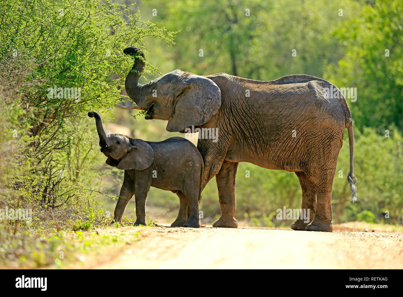 Afrikanischer Elefant, erwachsenes Weibchen mit Jungen füttern, Sabi Sand Game Reserve, Krüger Nationalpark, Südafrika, Afrika, (Loxodonta africana) Stockfoto