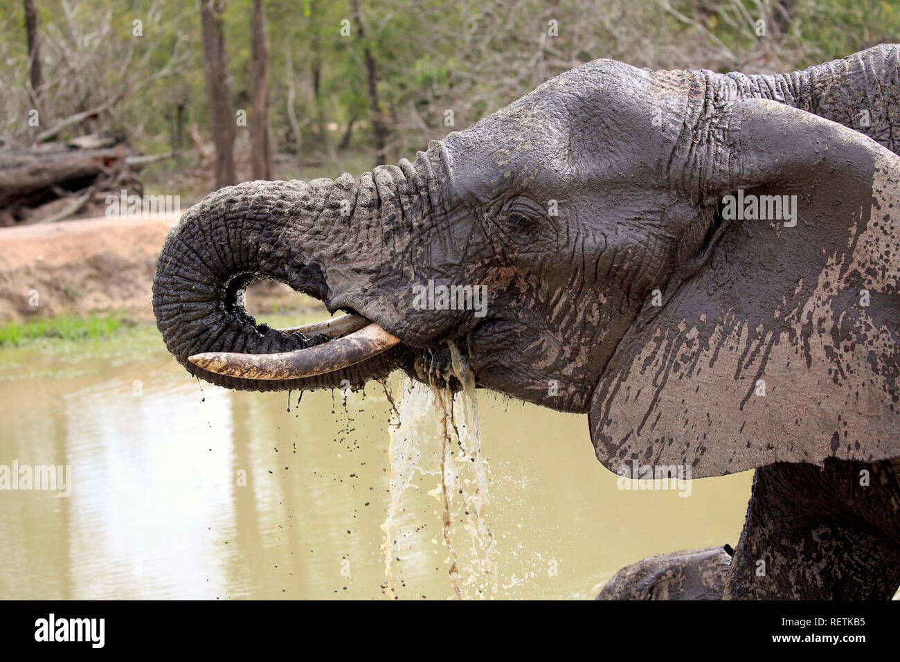 Afrikanischer Elefant, Erwachsene am Wasser trinken, Porträt, Sabi Sand Game Reserve, Krüger Nationalpark, Südafrika, Afrika, (Loxodonta africana) Stockfoto