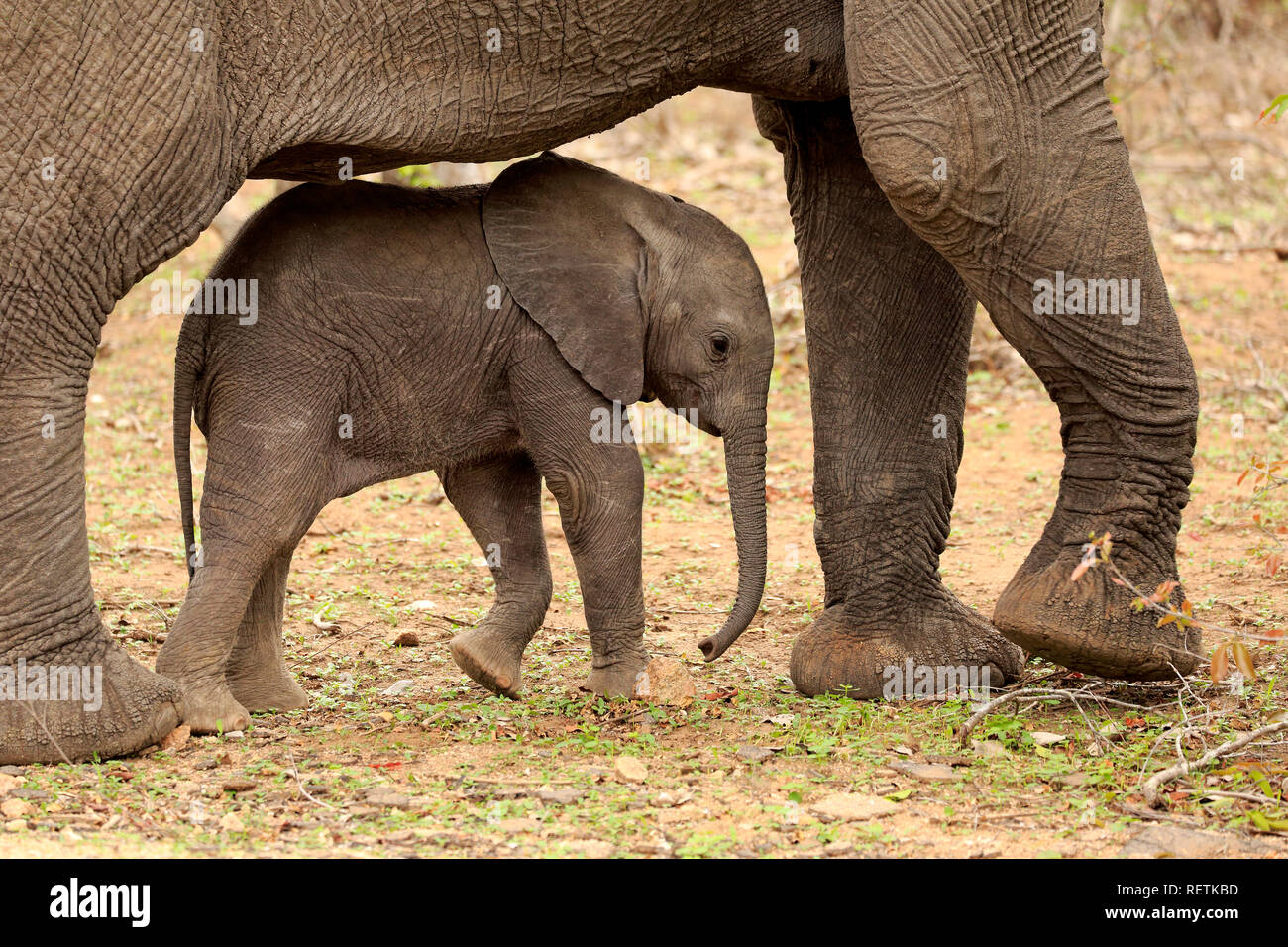Afrikanischer Elefant, erwachsenes Weibchen mit Jungen, Sabi Sand Game Reserve, Krüger Nationalpark, Südafrika, Afrika, (Loxodonta africana) Stockfoto