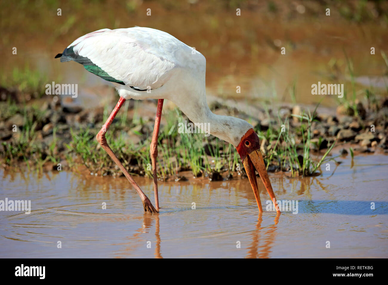 Yellow-Billed Stork, Krüger Nationalpark, Südafrika, Afrika, (mycteria Ibis) Stockfoto