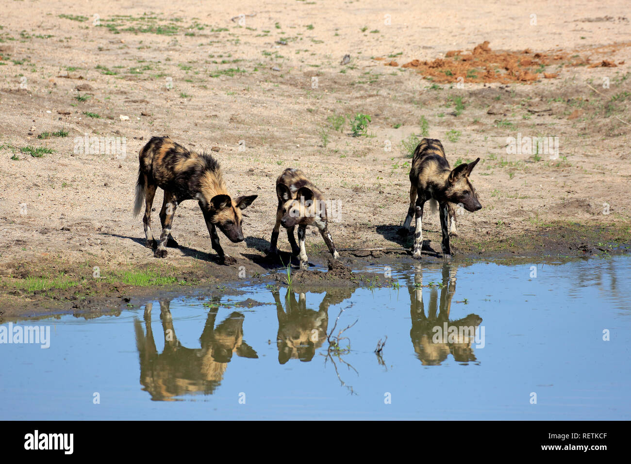 Afrikanische Wildhunde, Sabi Sand Game Reserve, Krüger Nationalpark, Südafrika, Afrika, (Lycaon pictus) Stockfoto