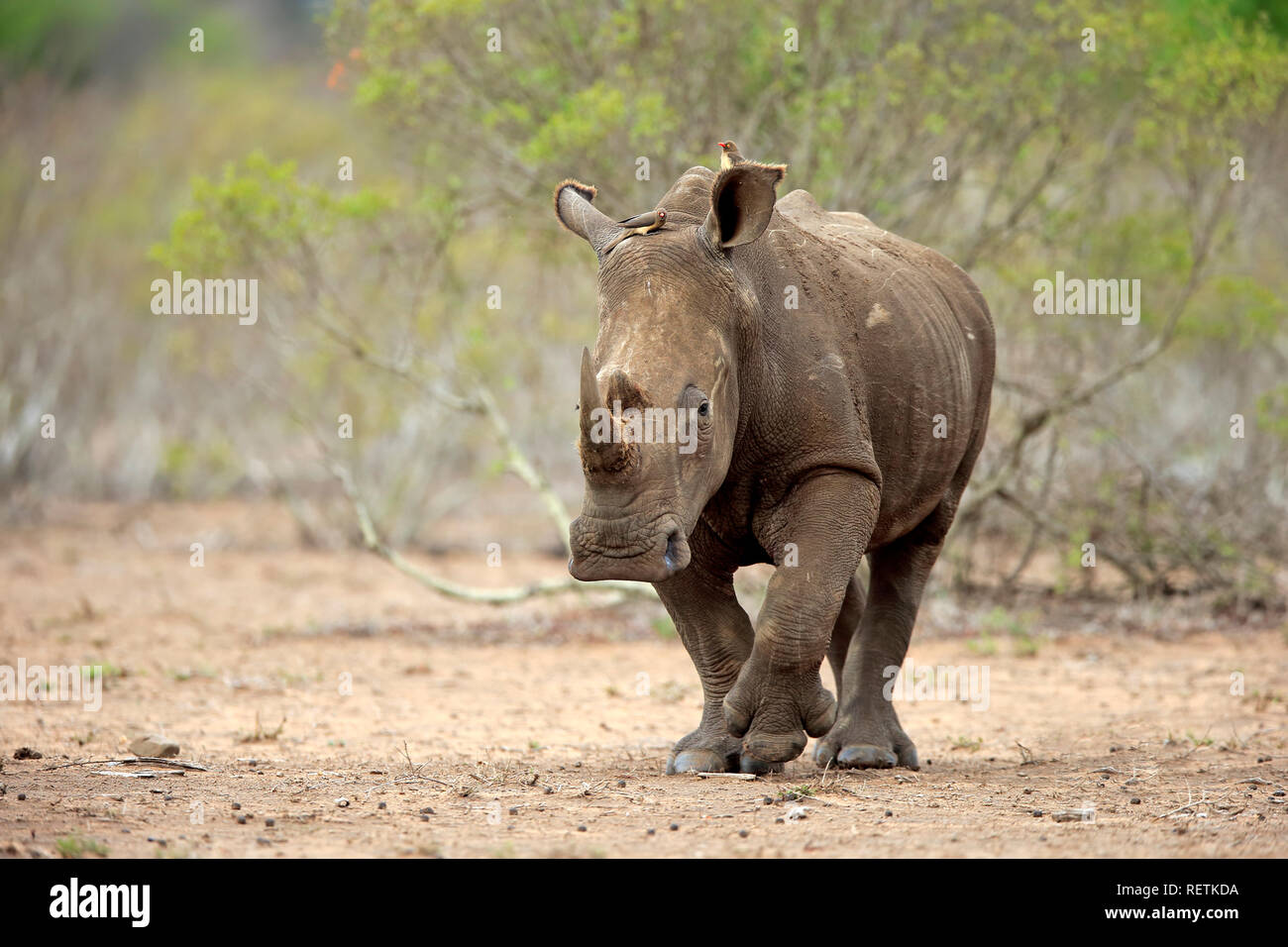 Weißes Nashorn, Sabi Sand Game Reserve, Krüger Nationalpark, Südafrika, Afrika, (Rhinocerotidae)) Stockfoto