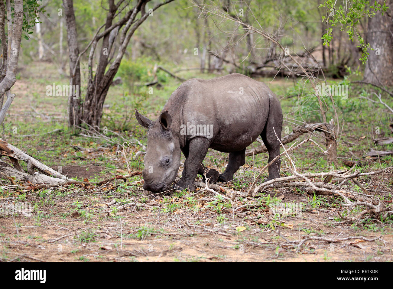 Weißes Nashorn, Sabi Sand Game Reserve, Krüger Nationalpark, Südafrika, Afrika, (Rhinocerotidae)) Stockfoto