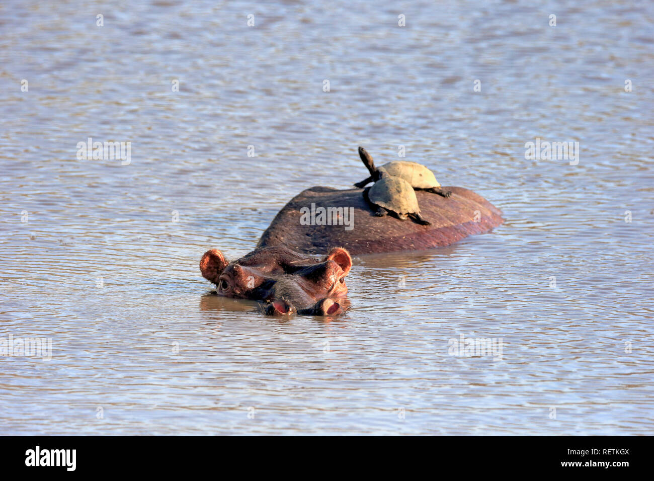 Nilpferd mit Gezahnten schwenkbaren Schildkröte auf dem Rücken, Krüger Nationalpark, Südafrika, Afrika, (Hippopotamus amphibius) Stockfoto