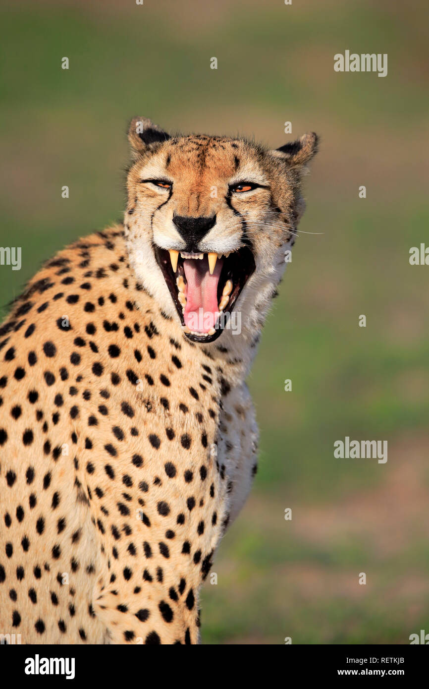 Cheetah, Sabi Sand Game Reserve, Krüger Nationalpark, Südafrika, Afrika, (Acinonyx jubatus) Stockfoto