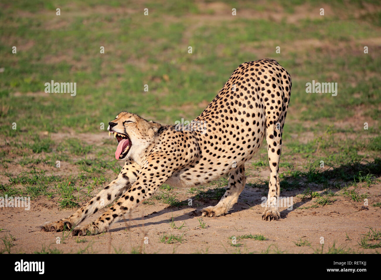Cheetah, Sabi Sand Game Reserve, Krüger Nationalpark, Südafrika, Afrika, (Acinonyx jubatus) Stockfoto