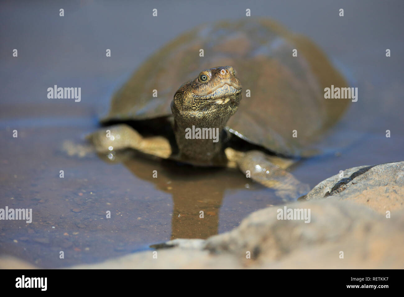Gezahnte schwenkbaren Dosenschildkröte, Erwachsener, Kruger Nationapark, Südafrika, Afrika, (Pelusios sinuatus) Stockfoto