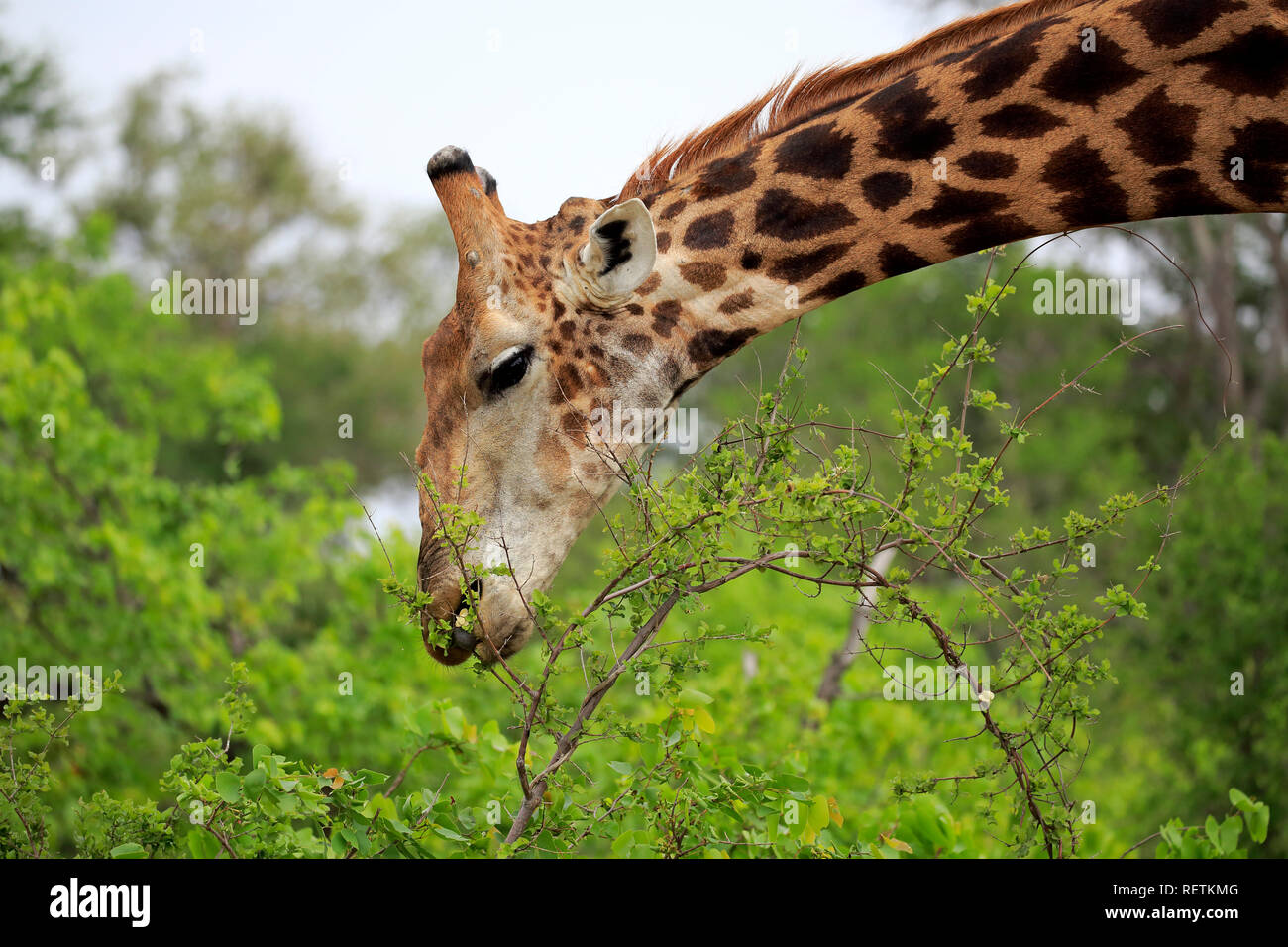 Kap Giraffe, Krüger Nationalpark, Südafrika, Afrika, (Giraffa Camelopardalis giraffa) Stockfoto