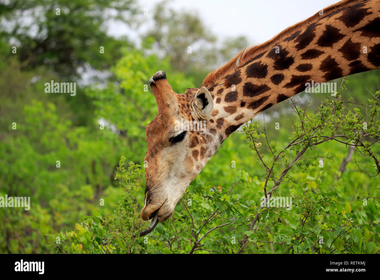 Kap Giraffe, Krüger Nationalpark, Südafrika, Afrika, (Giraffa Camelopardalis giraffa) Stockfoto