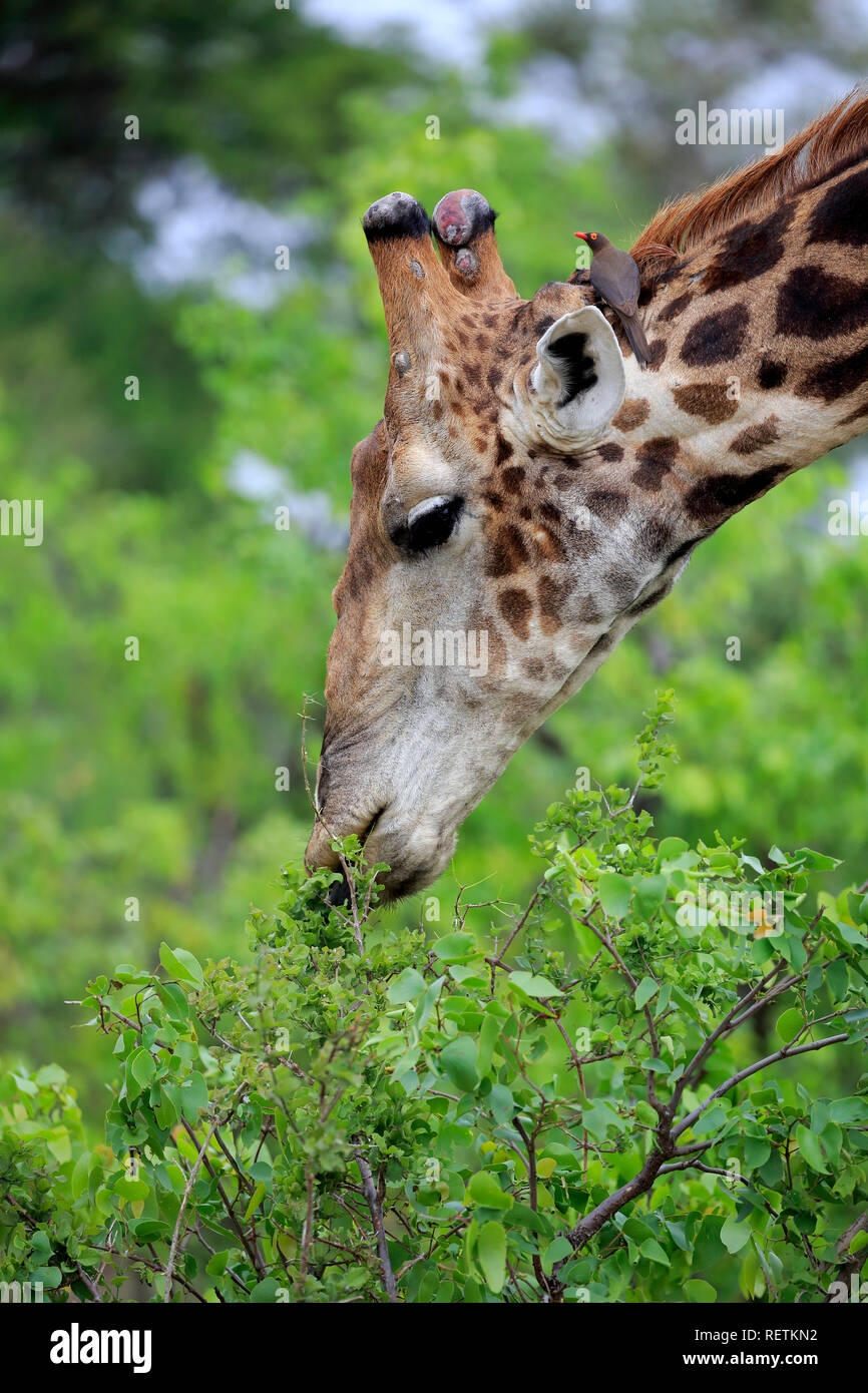 Kap Giraffe, Krüger Nationalpark, Südafrika, Afrika, (Giraffa Camelopardalis giraffa) Stockfoto