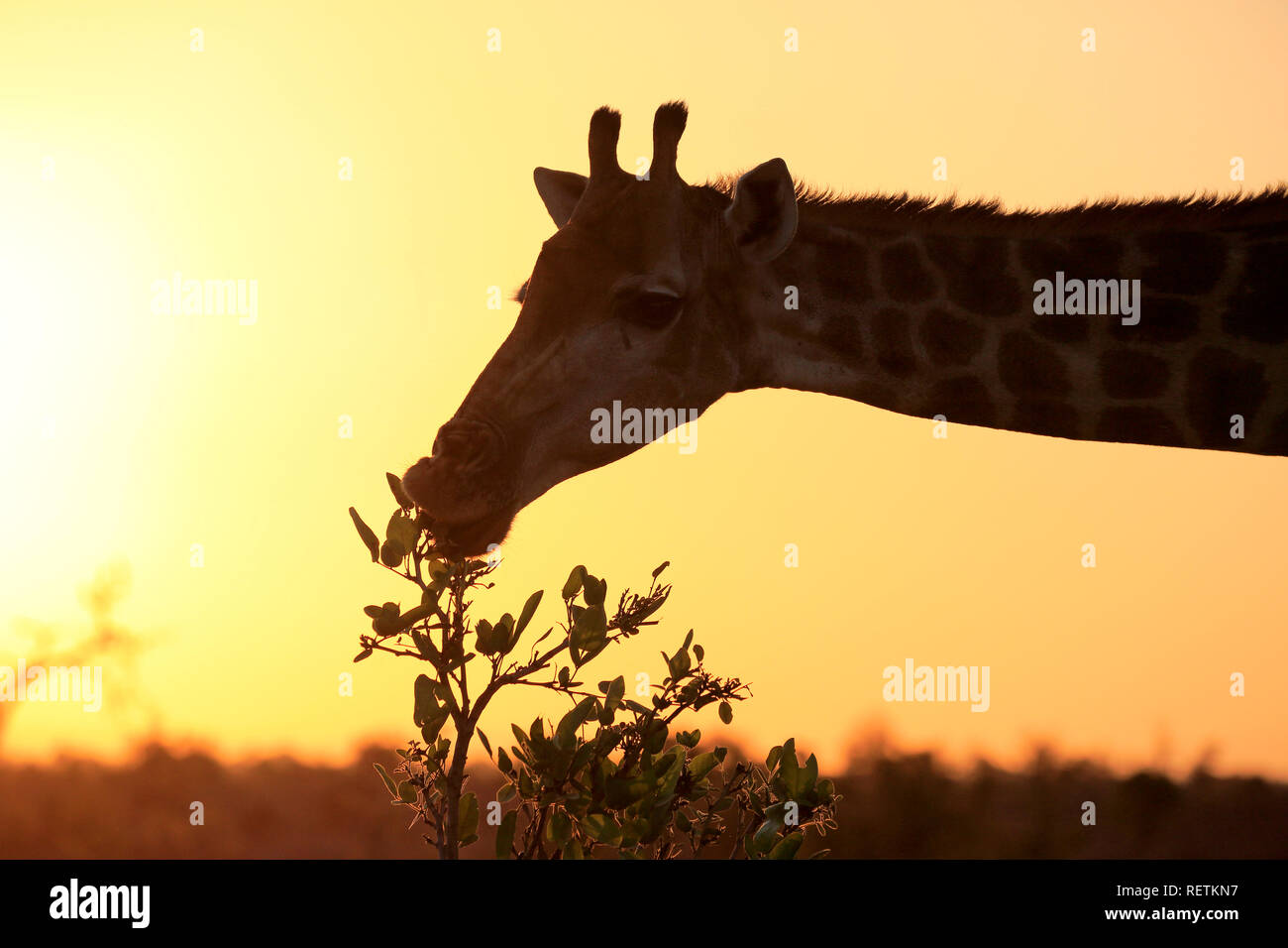 Kap Giraffe, Krüger Nationalpark, Südafrika, Afrika, (Giraffa Camelopardalis giraffa) Stockfoto